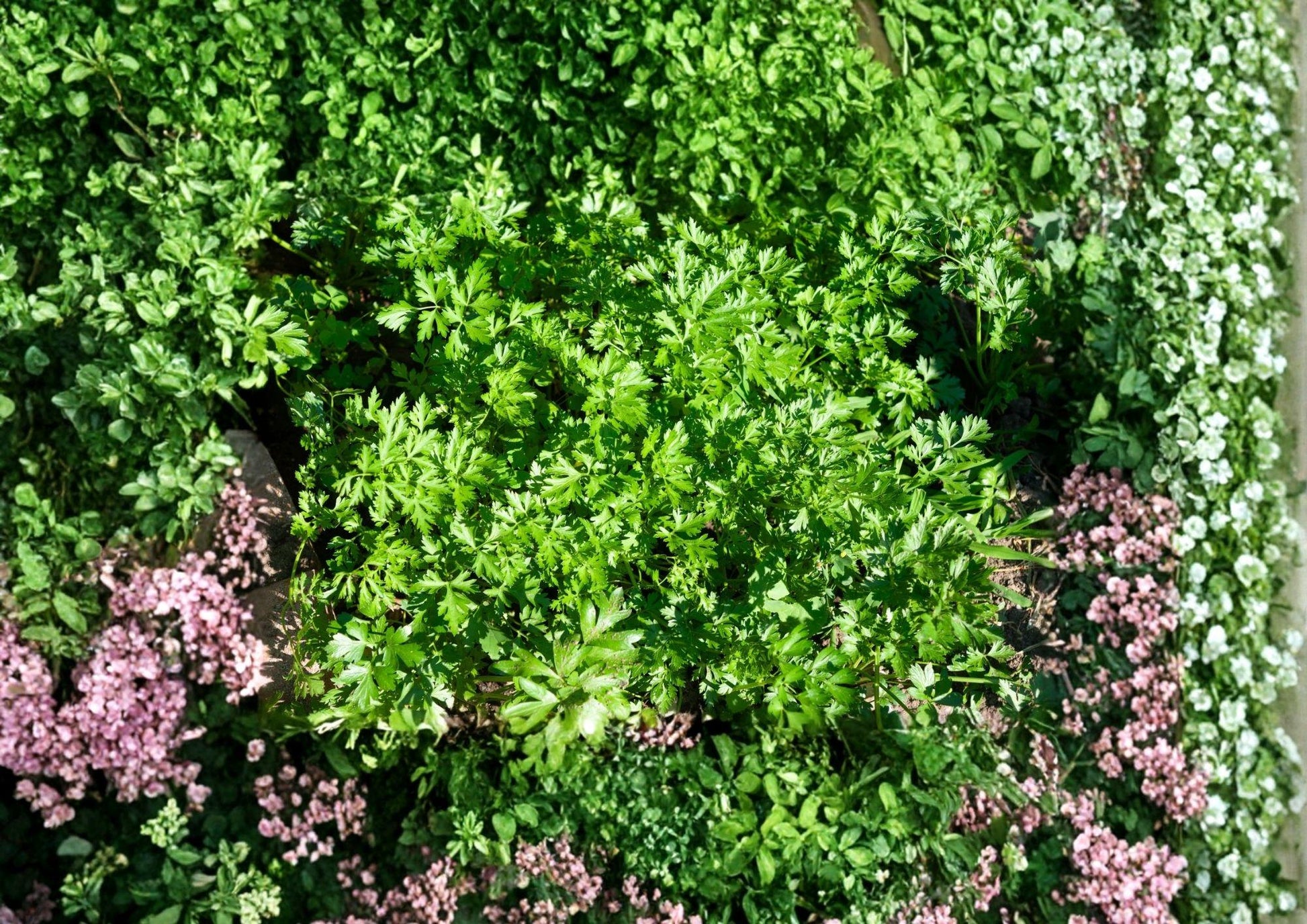 Parsley Seeds 500 Count - Heirloom Flat Leaf Culinary Herb for Kitchen Gardens - Petroselinum Crispum