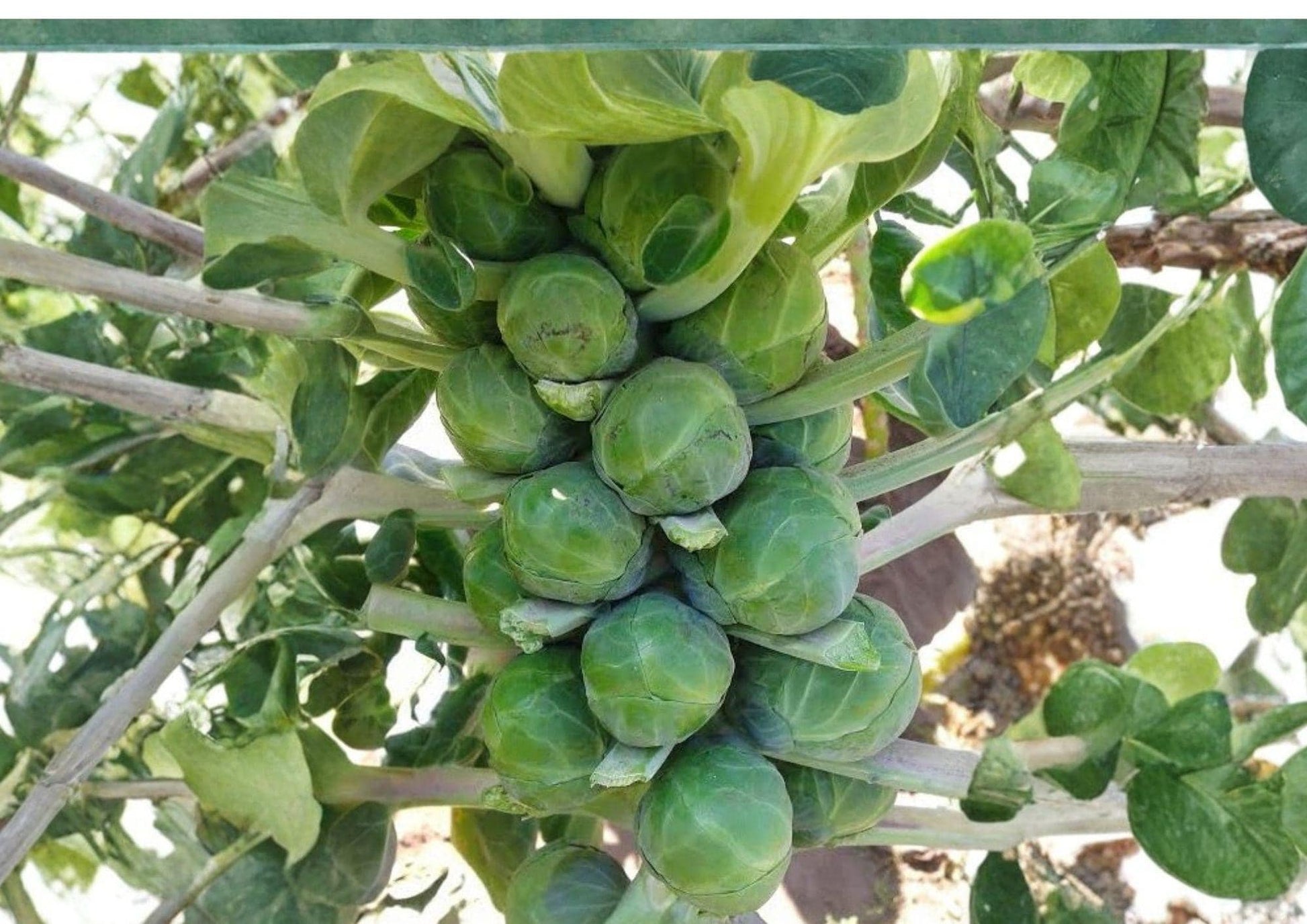 Long Island Improved Brussels Sprouts Seeds - 500 Non-GMO Heirloom Seeds for Cool Season Garden (Brassica oleracea)