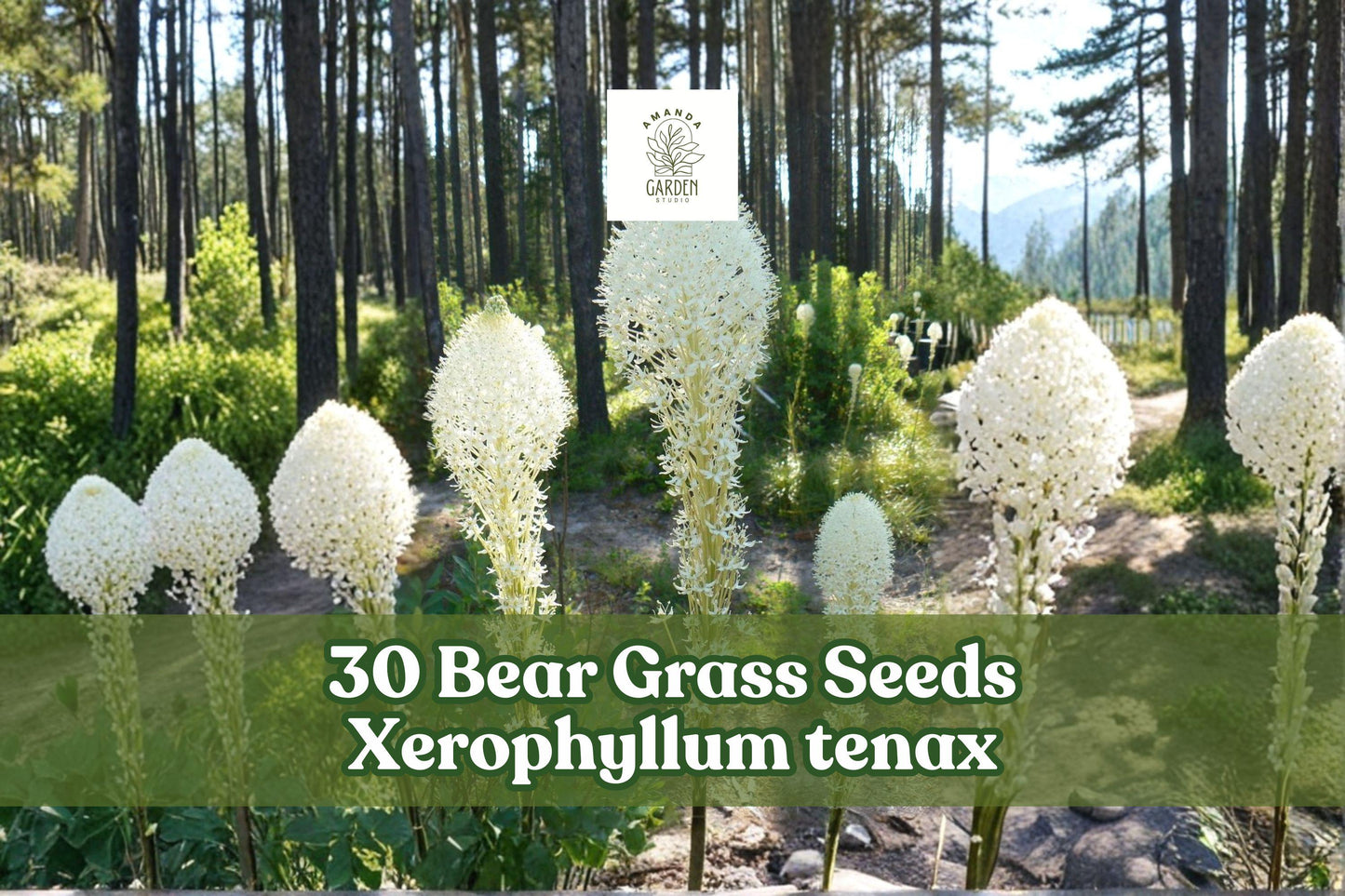 Bear Grass Seeds - 30 Pack Xerophyllum tenax - White Flowering Ornamental Grass for Pollinator Gardens & Landscaping