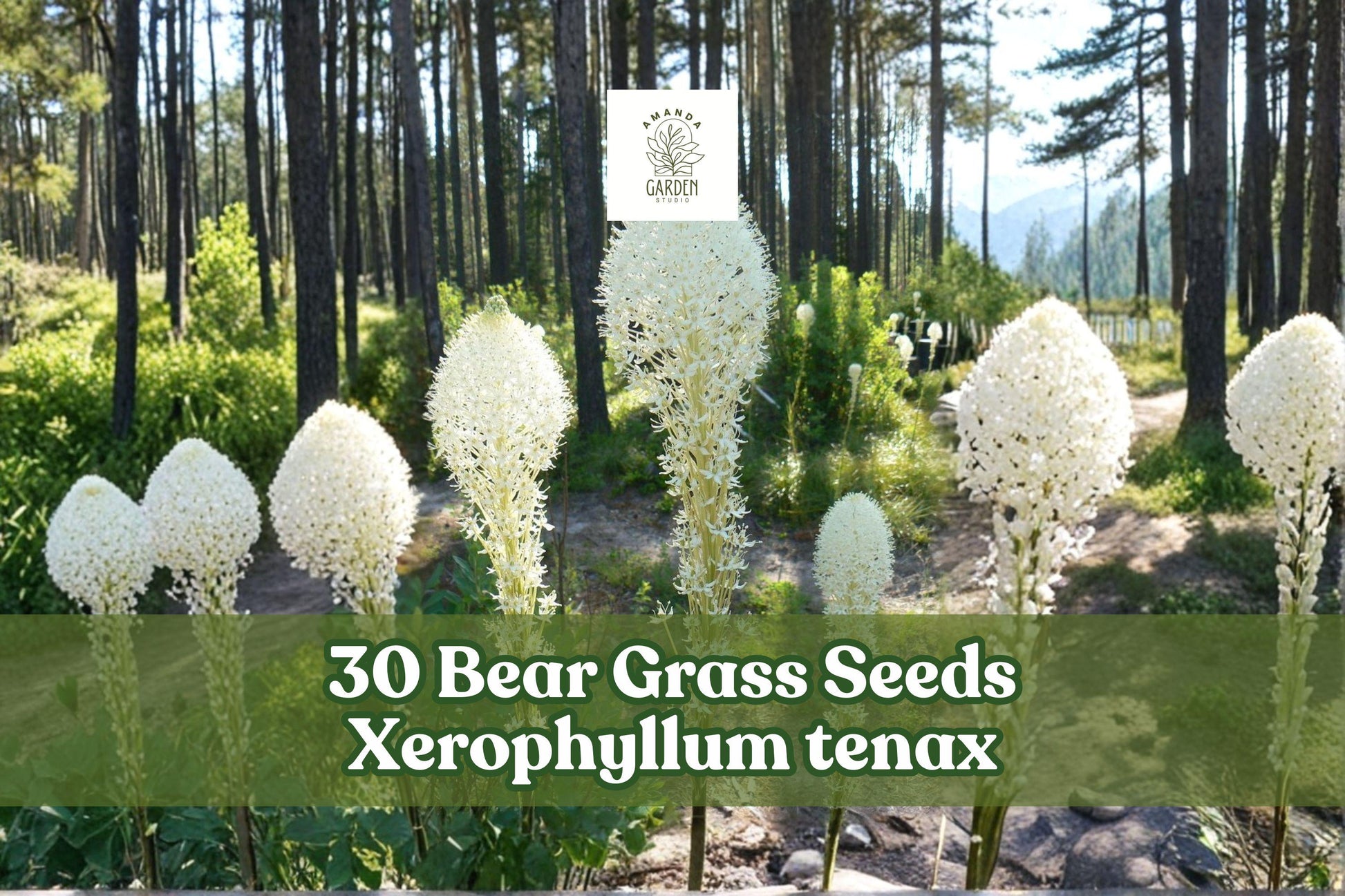 Bear Grass Seeds - 30 Pack Xerophyllum tenax - White Flowering Ornamental Grass for Pollinator Gardens & Landscaping