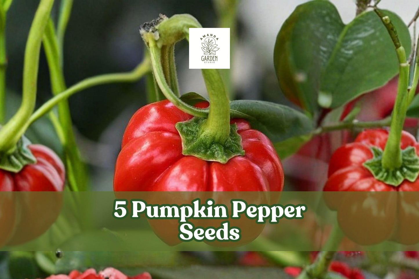 Pumpkin Pepper Seeds - 5 Ornamental Capsicum annuum for Decorative Gardens - Miniature Pumpkin-Shaped Peppers