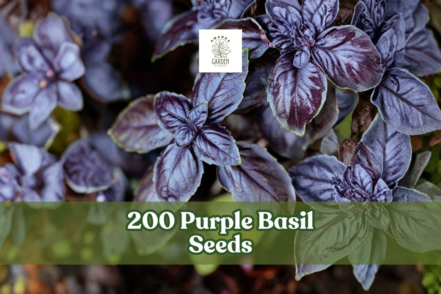 Purple Basil Seeds - 200 Count - Ocimum basilicum - Aromatic Herb for Culinary & Ornamental Gardens - Vibrant Purple Leaves