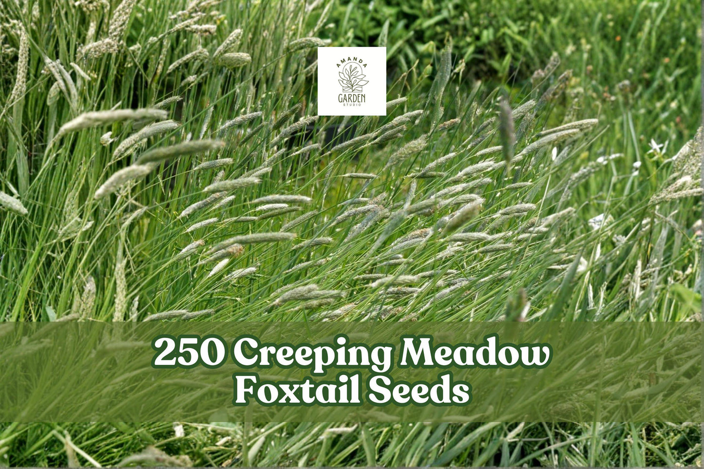 Creeping Meadow Foxtail Seeds - 250 Count Ornamental Grass Seeds - Alopecurus arundinaceus - Easy to Grow, Hardy Perennial