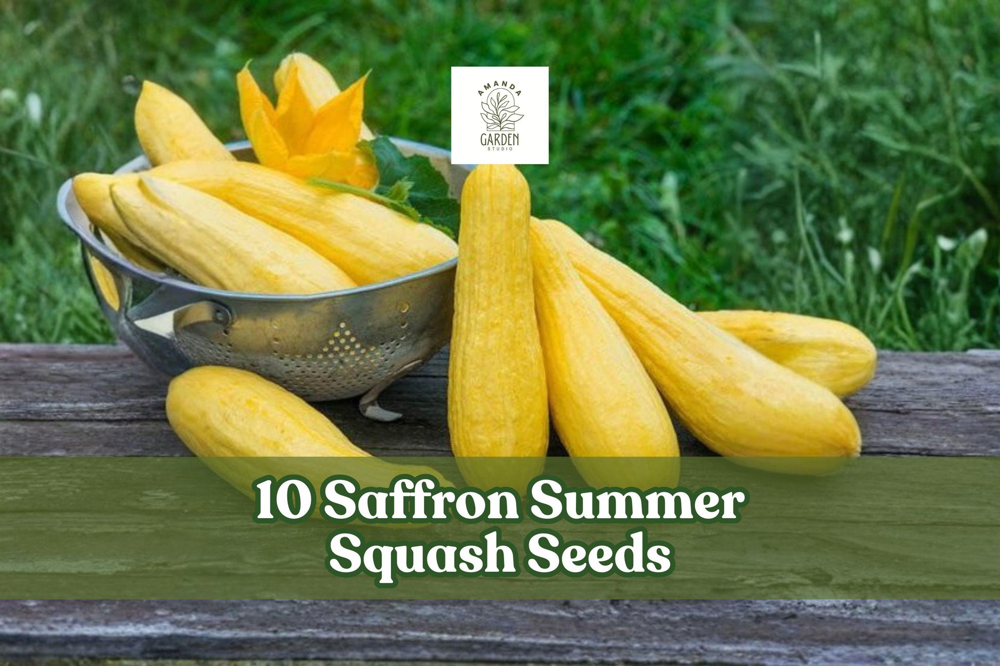 10 Saffron Summer Squash Seeds - Yellow Straightneck Cucurbita pepo for Planting - Easy to Grow Vegetable for Home Gardens