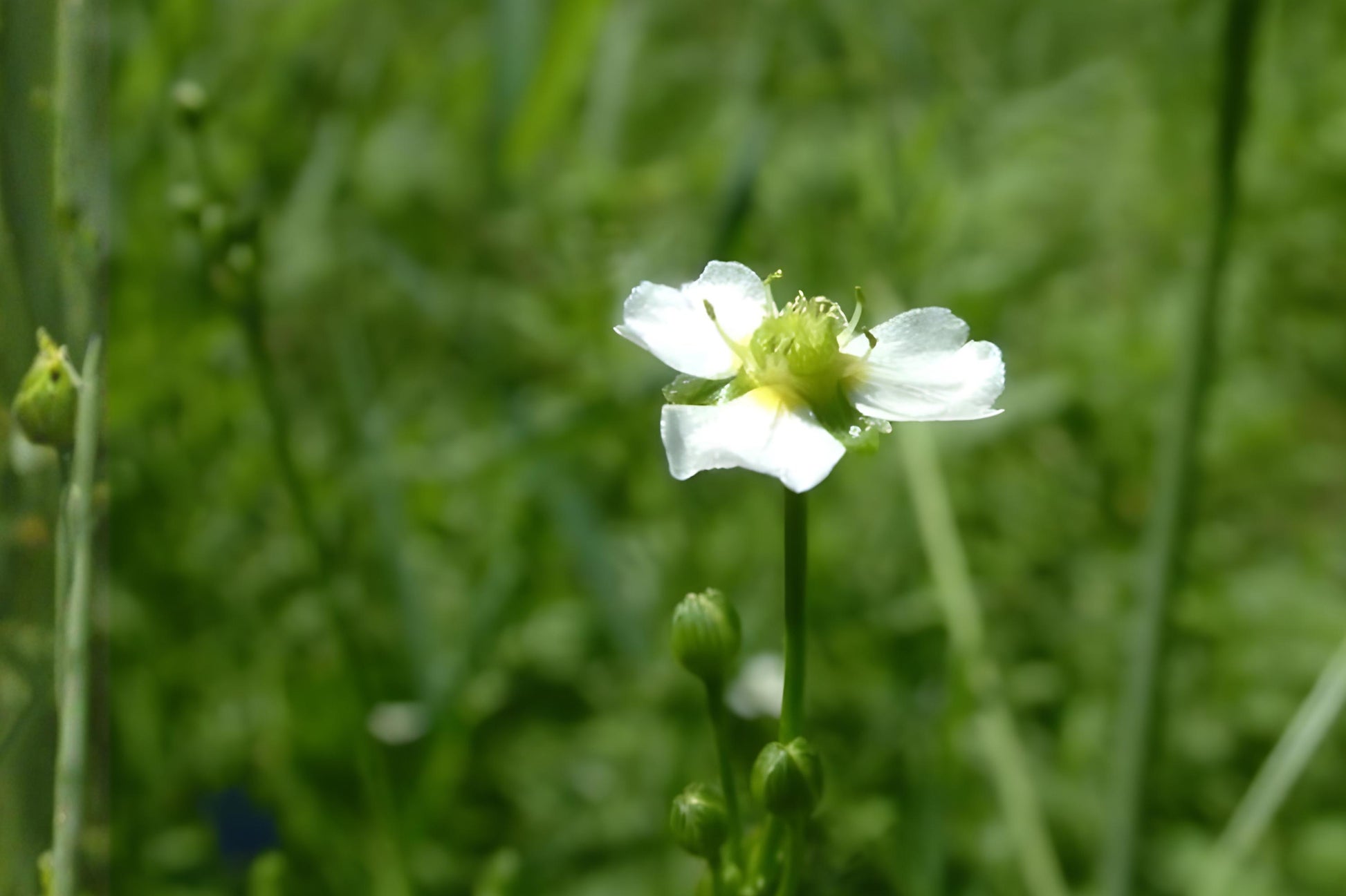 Water Plantain Seeds (100) - Large-flowered Aquatic Plant for Ponds & Wetlands (Alisma triviale) - Native Seeds