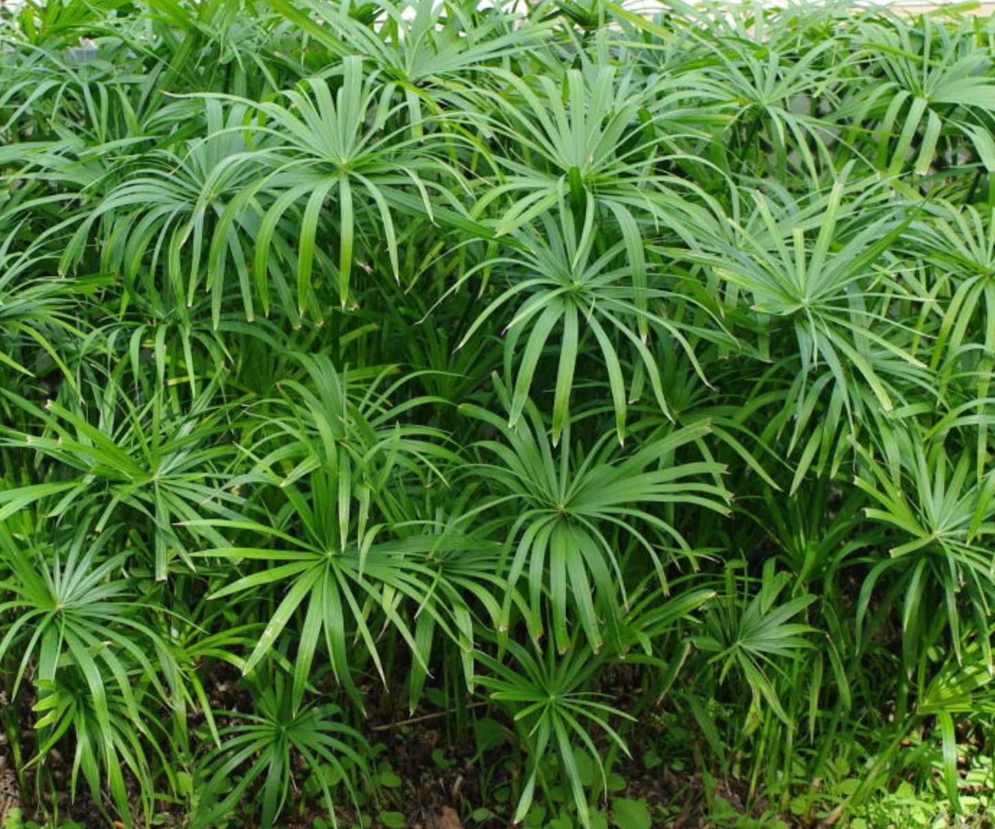 Live Dwarf Umbrella Palm Plant - Tropical Marginal Aquatic for Water Garden - Cyperus alternifolius - 1 Gallon