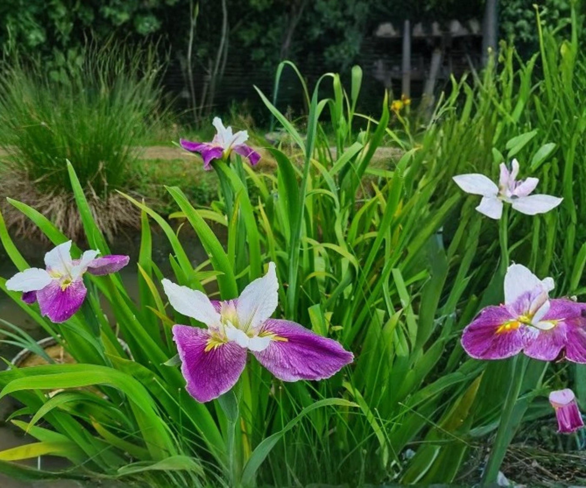Bi-Color Louisiana Iris Live Plant - White Purple Aquatic Marginal - Hardy Water Garden Plant - Iris hexagona