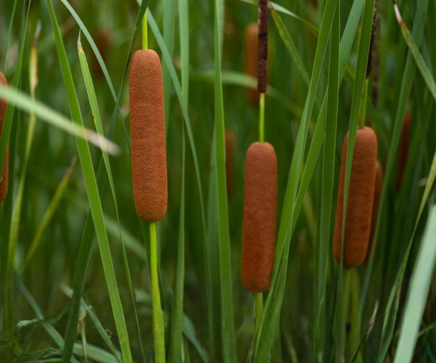 Dwarf Cattail Live Plant - Cold Hardy Aquatic Marginal Bog Plant for Ponds - Typha angustifolia - Green Foliage, Brown Spikes