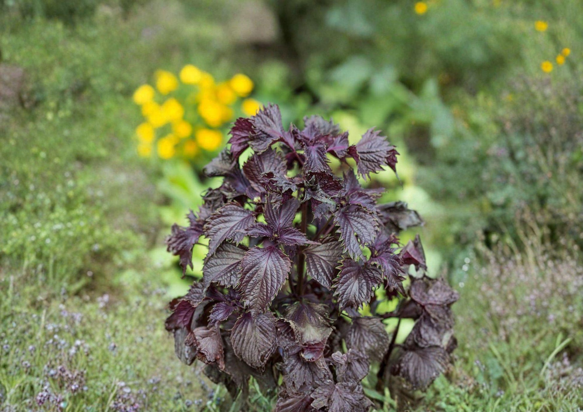 Shiso Seeds 100 Count - Korean Perilla Culinary Herb for Asian Cooking - Perilla Frutescens - Bloom Haven Nursery