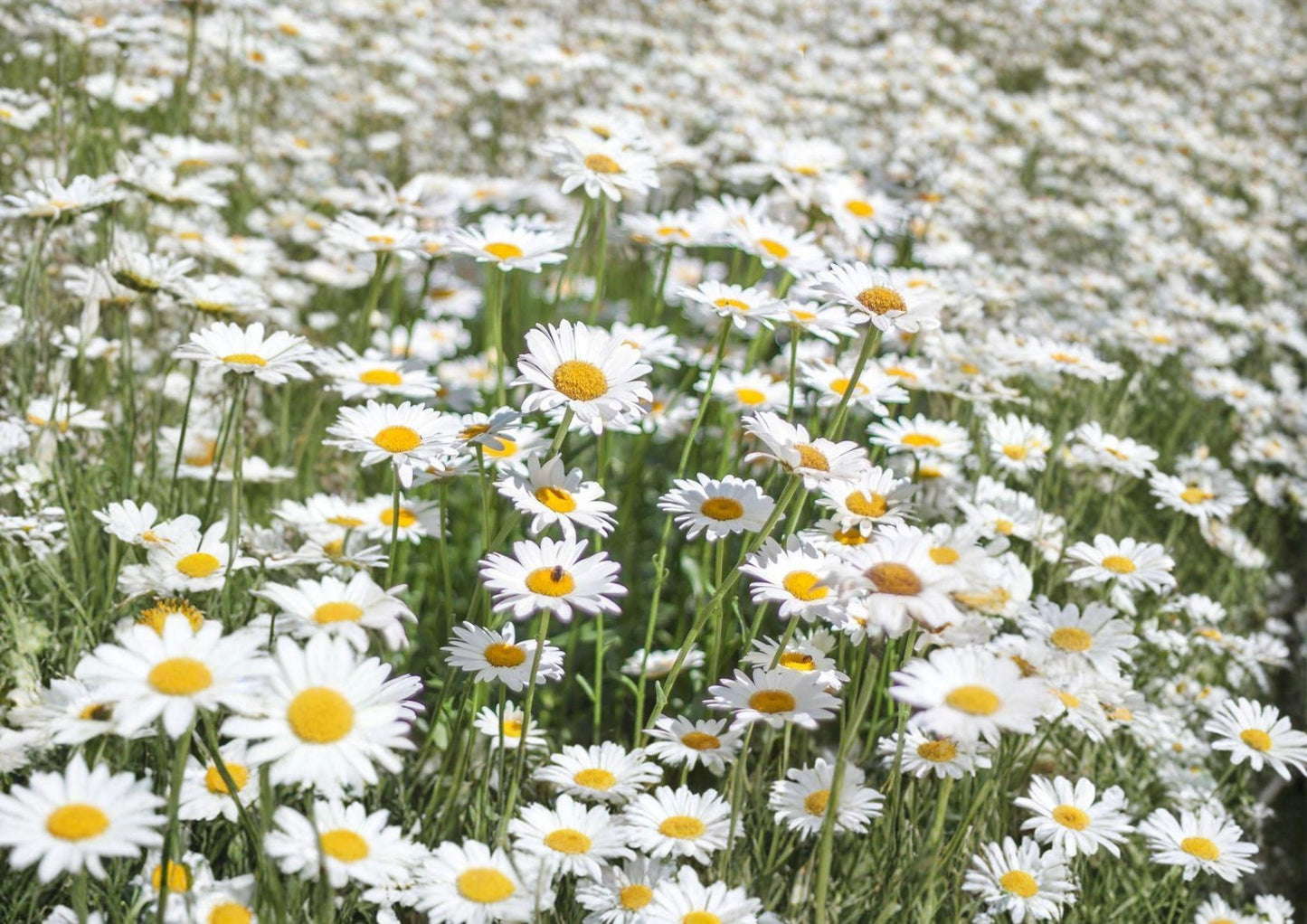 Shasta Daisy Seeds - 1000 Count - Classic White Perennial Flower for Cottage Gardens - Chrysanthemum maximum