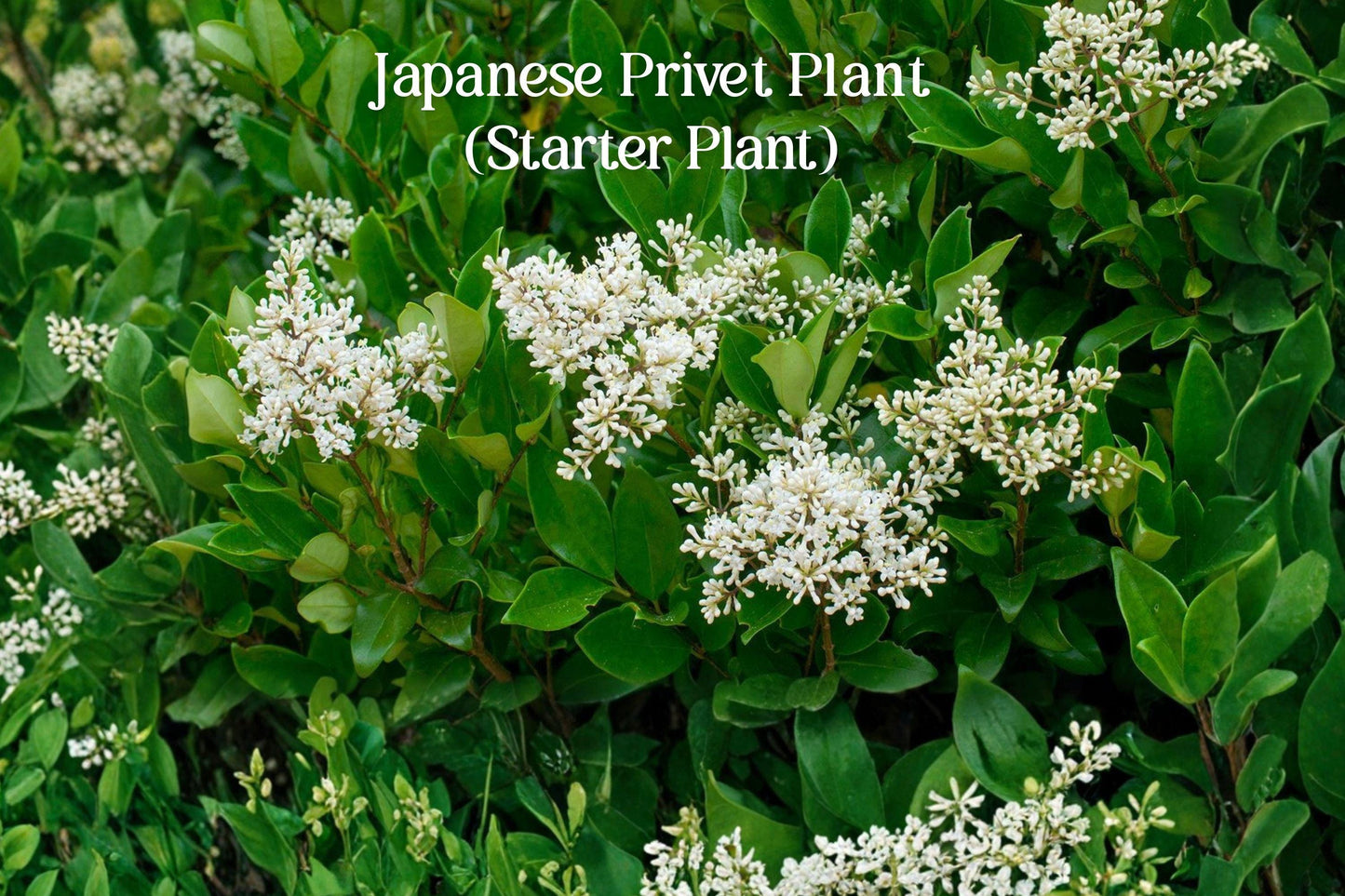 Live Japanese Privet Hedge Shrub Plant 3–6 Inches | Ligustrum japonicum | Evergreen Privacy Screen Plant
