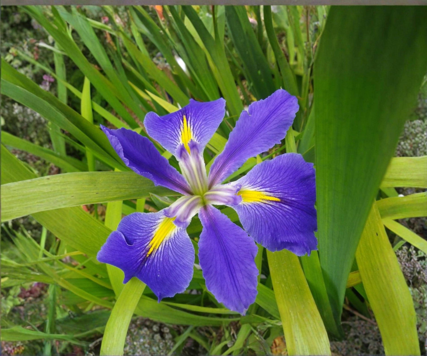 Live Louisiana Blue Flag Iris Plant - Hardy Aquatic Marginal Flower - Indigo Blooms - Iris versicolor
