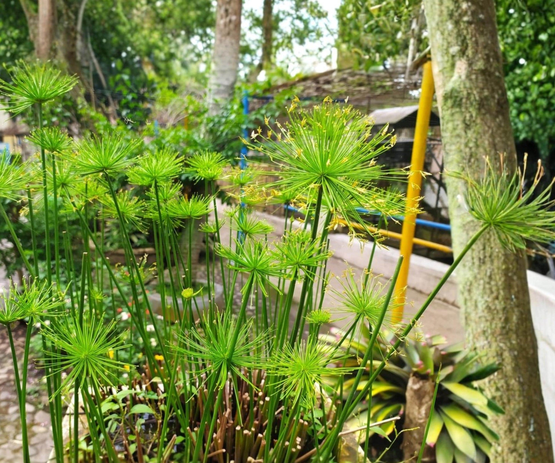 Dwarf Papyrus Live Pond Plant 2" Pot - Cyperus haspan - Tropical Aquatic Marginal Water Garden Plant for Ponds & Bog Gardens