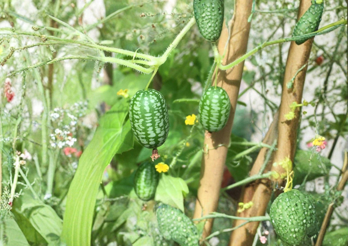 Mouse Melon Seeds - 15+ Heirloom Non-GMO Cucamelon Seeds (Melothria scabra) for Garden Planting, Snack Size Fruit, Fast Growing