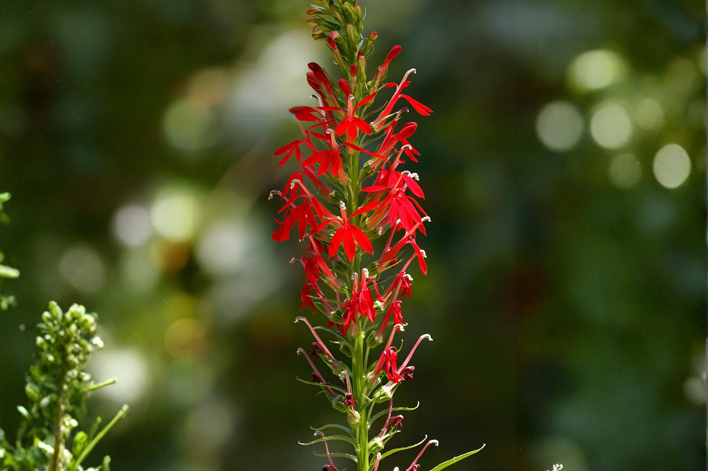 Cardinal Flower Seeds (100) - Native Wildflower with Red Blooms for Hummingbirds - Lobelia cardinalis