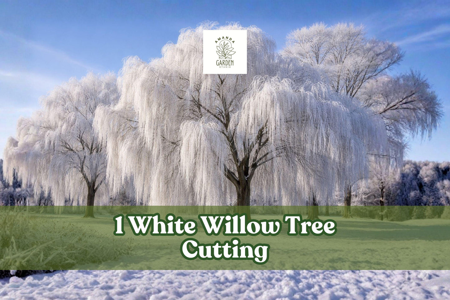 White Willow Tree Cutting - Silver Leaf Ornamental Tree - Salix alba - Fast Growing Landscape Plant for Gardens