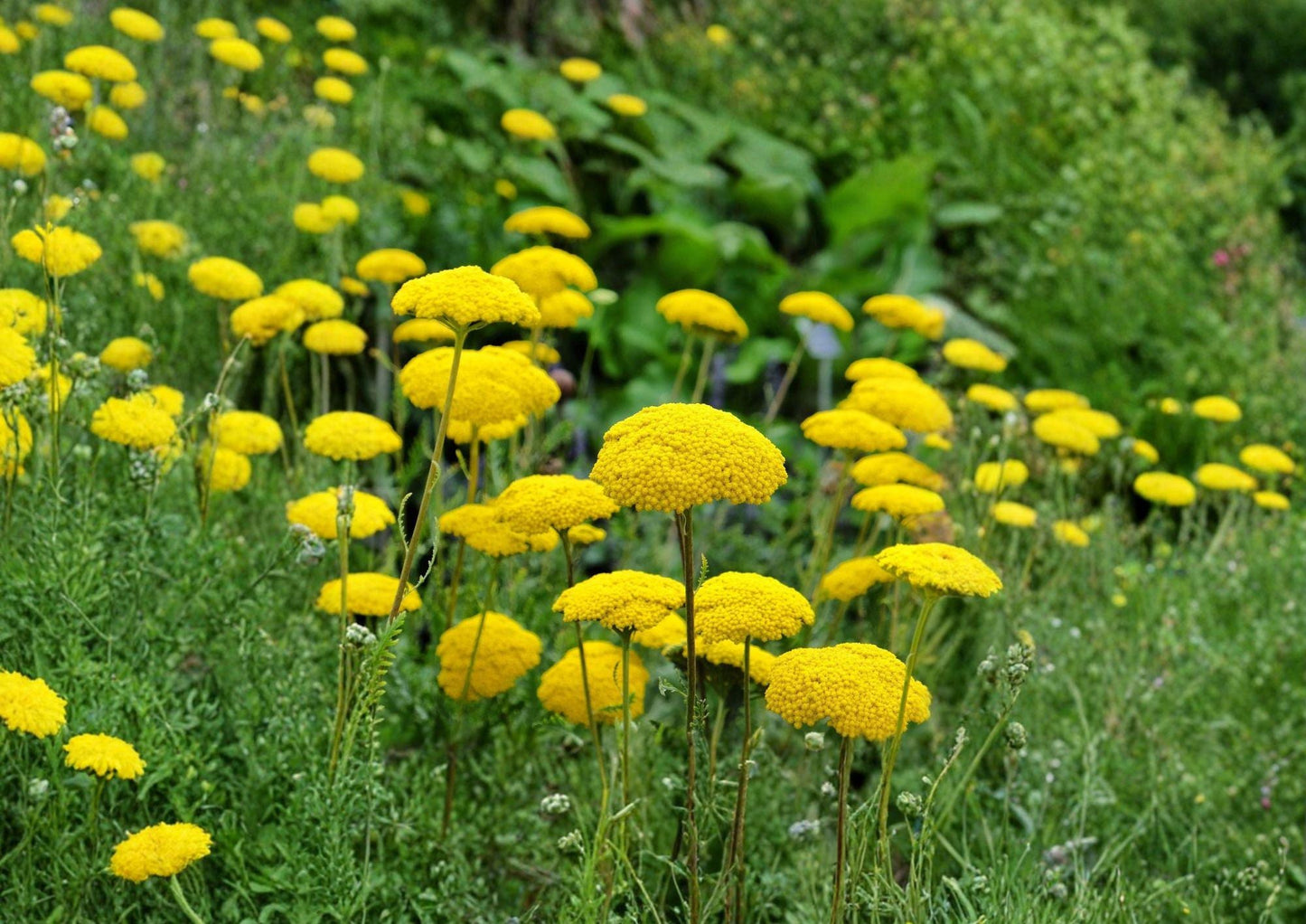 Gold Yarrow Seeds 1000 Count - Tall Yellow Perennial Wildflower for Pollinator Gardens - Achillea Filipendulina