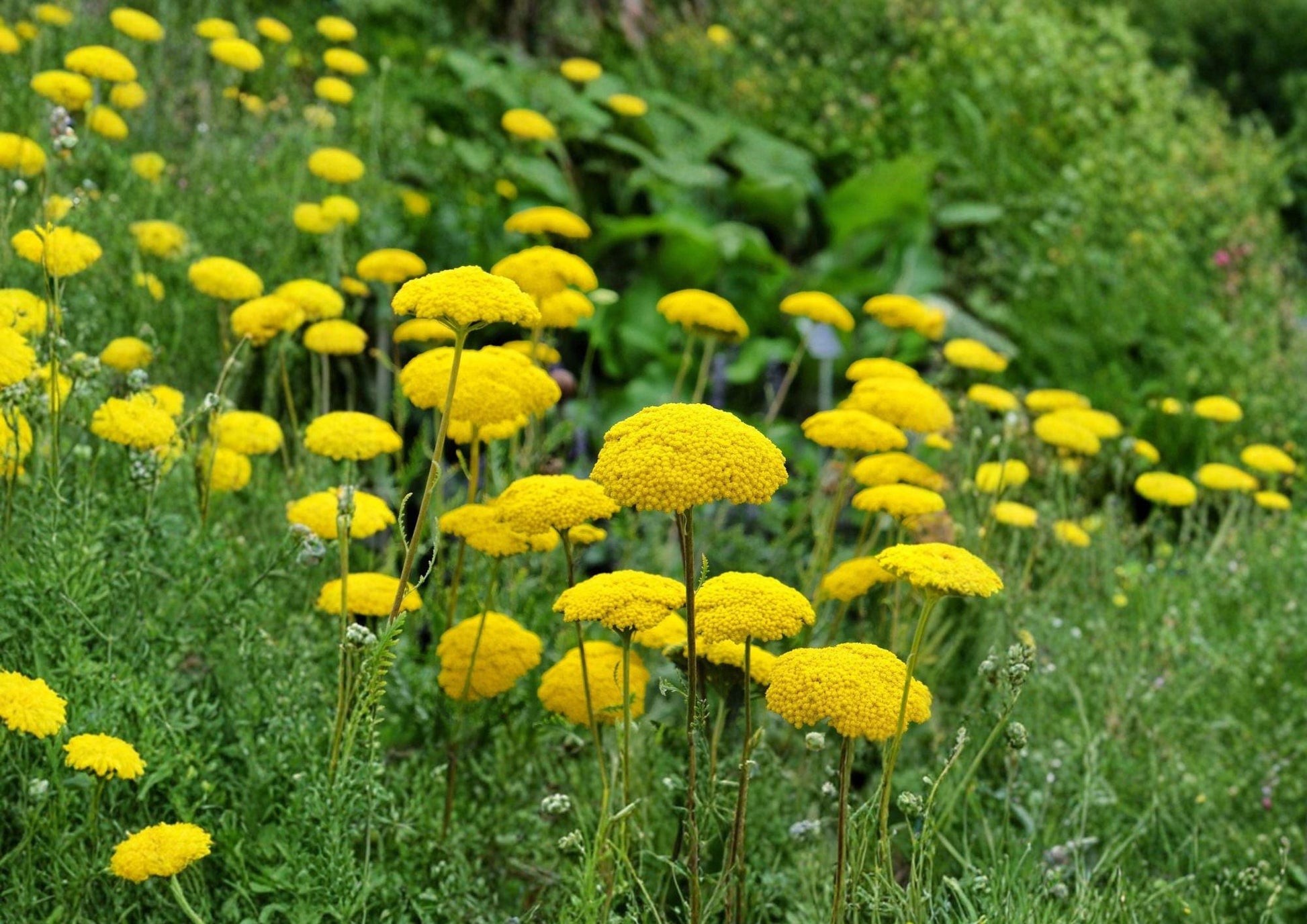 Gold Yarrow Seeds 1000 Count - Tall Yellow Perennial Wildflower for Pollinator Gardens - Achillea Filipendulina