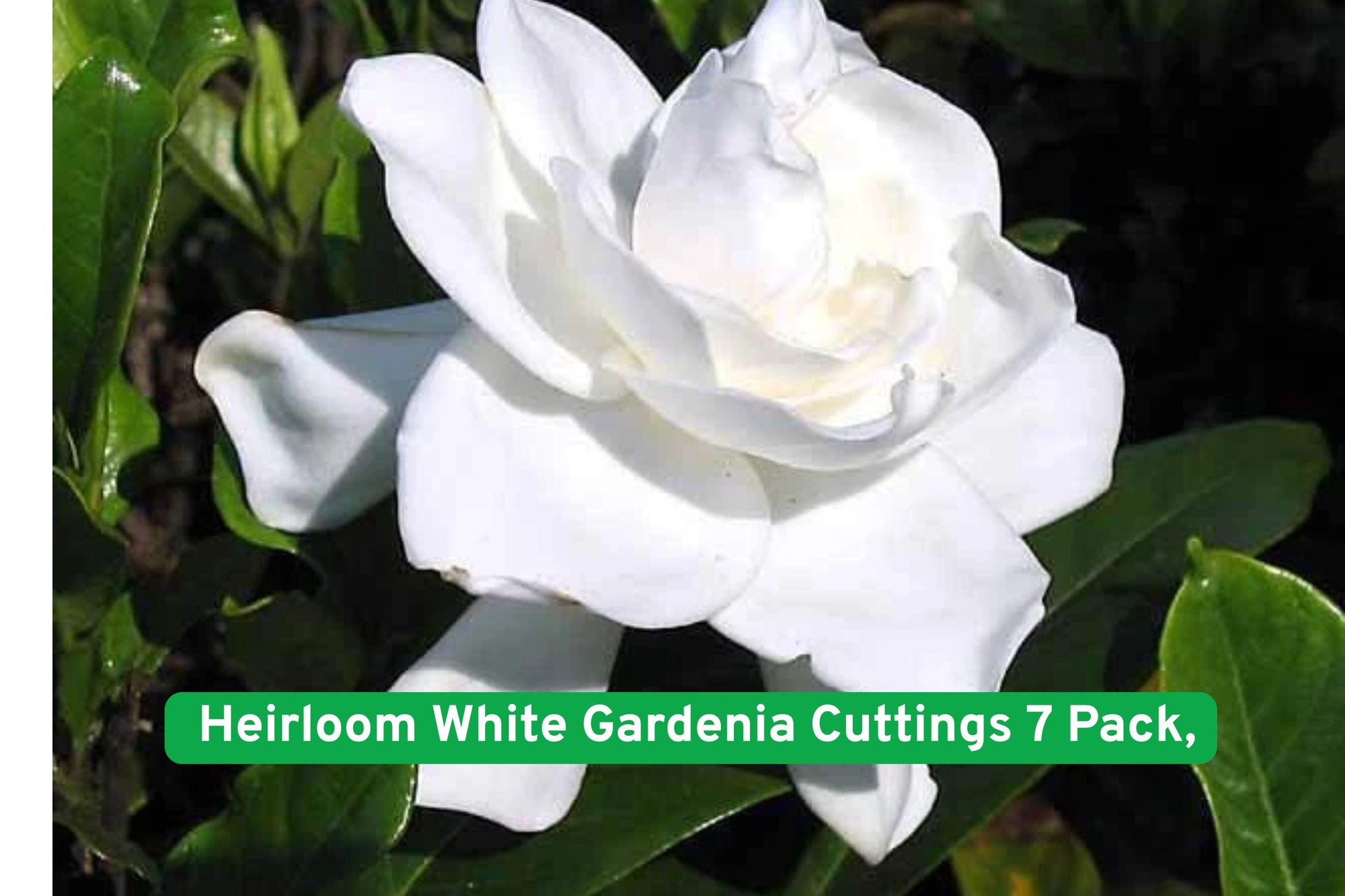 Heirloom Gardenia Cuttings 7 Pack - Cape Jasmine, White Flowers, Fragrant (Gardenia jasminoides)