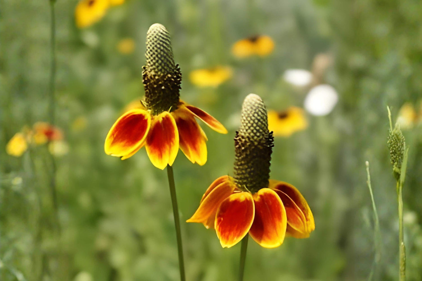 Mexican Hat Seeds - 250 Prairie Coneflower Seeds - Ratibida columnifera var. pulchra - Drought-Tolerant Wildflower for Pollinators