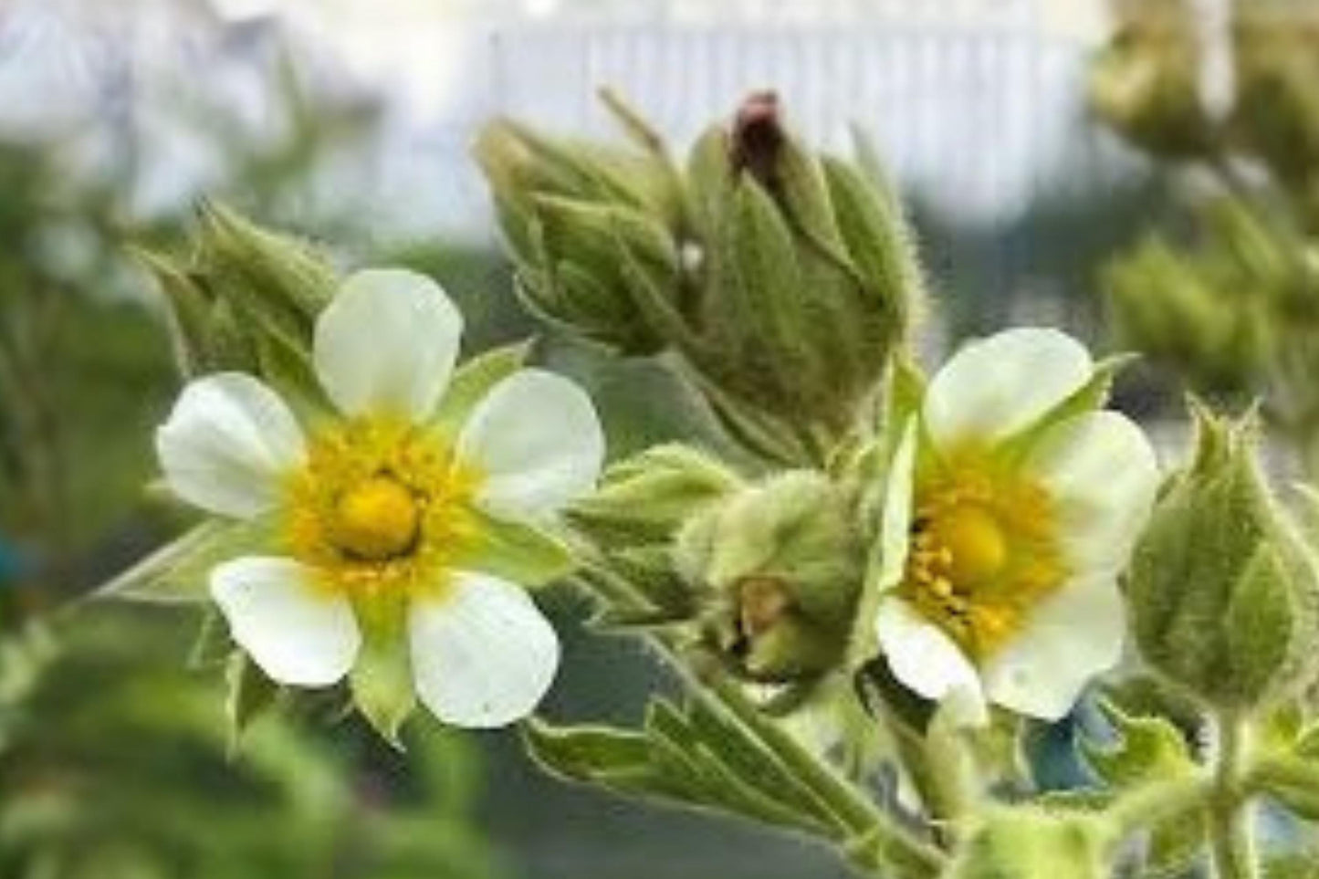 Prairie Cinquefoil Seeds (100) | Drought Tolerant Wildflower | Drymocallis arguta | Perfect for Pollinator Gardens