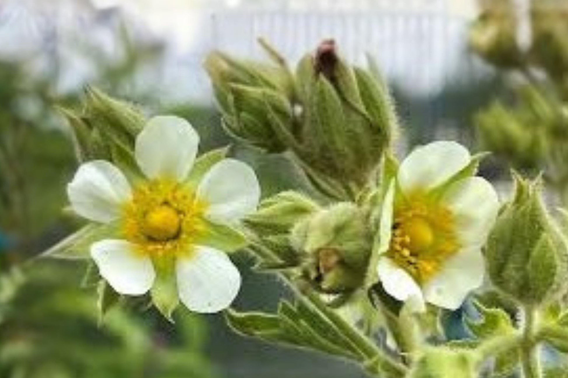 Prairie Cinquefoil Seeds (100) | Drought Tolerant Wildflower | Drymocallis arguta | Perfect for Pollinator Gardens