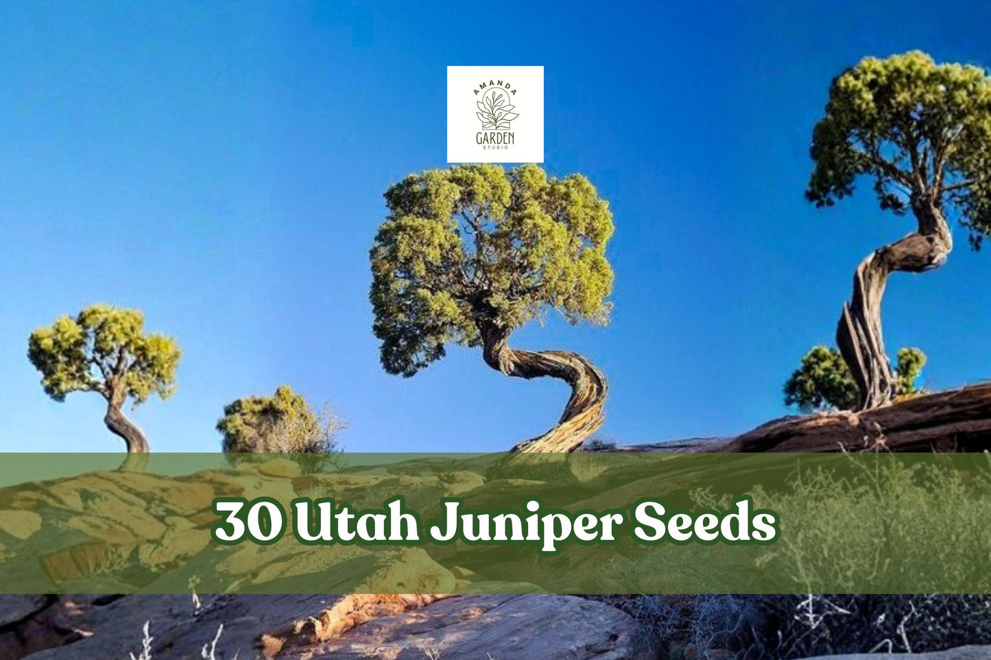 30 Utah Juniper Seeds for Bonsai - Juniperus osteosperma, Hardy Evergreen, Ornamental Tree Seeds for Outdoor Gardens
