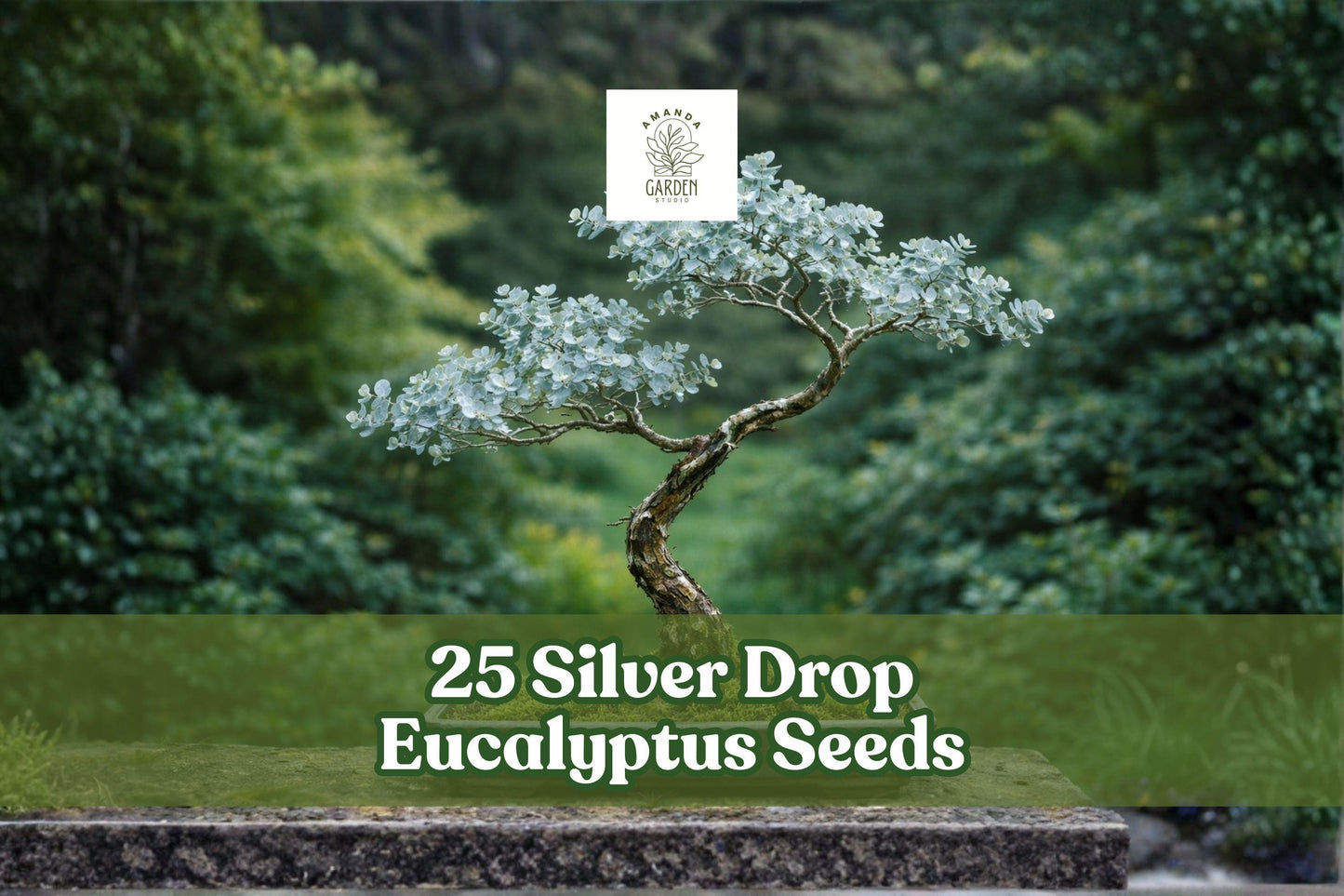 25 Silver Drop Eucalyptus Seeds - Eucalyptus gunnii - Aromatic Bonsai Tree Seeds with Silvery-Blue Leaves for Garden Planting