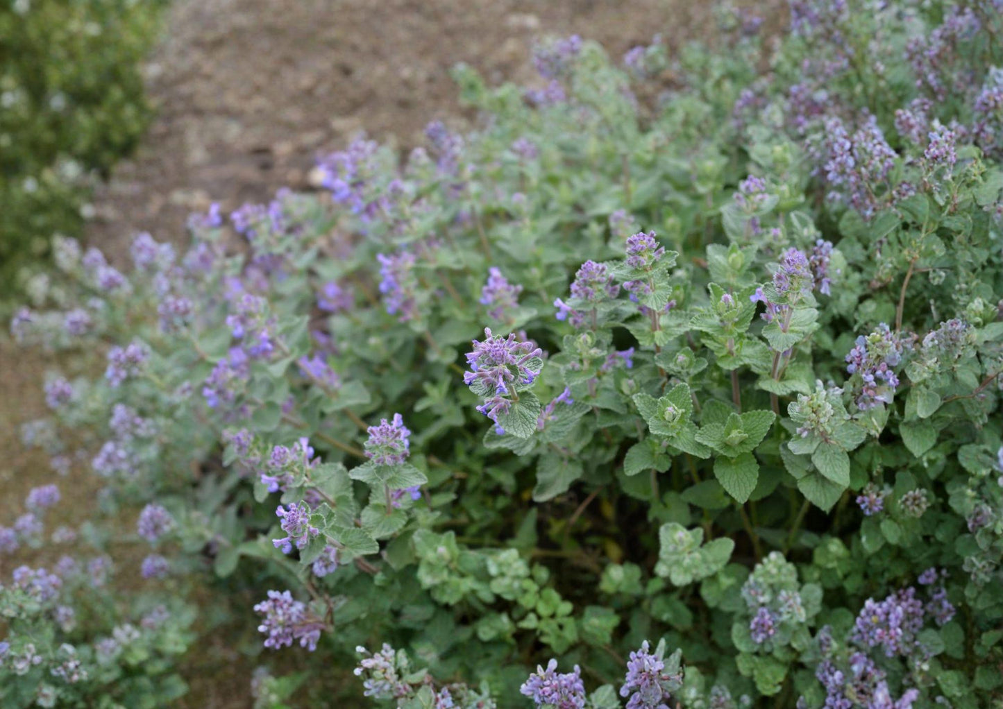 Catnip Seeds 1500+ Heirloom Non-GMO Nepeta Cataria Aromatic Herb for Garden Planting Cat Friendly Pollinator Plant