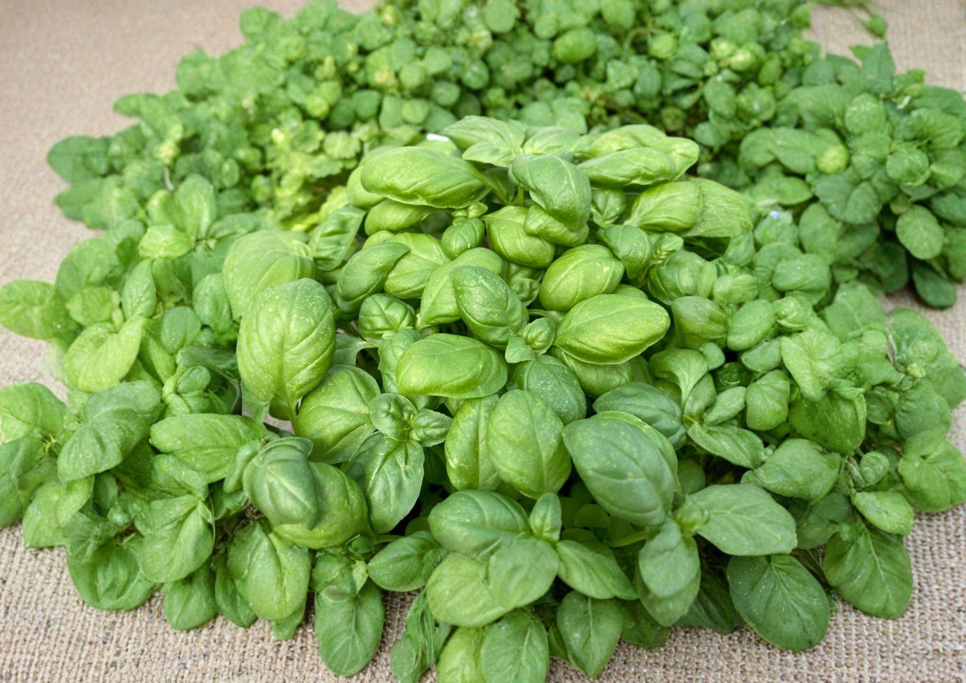 Genovese Basil Seeds - 1000+ Heirloom Non-GMO Aromatic Culinary Herb - Classic Italian Sweet Basil (Ocimum basilicum)