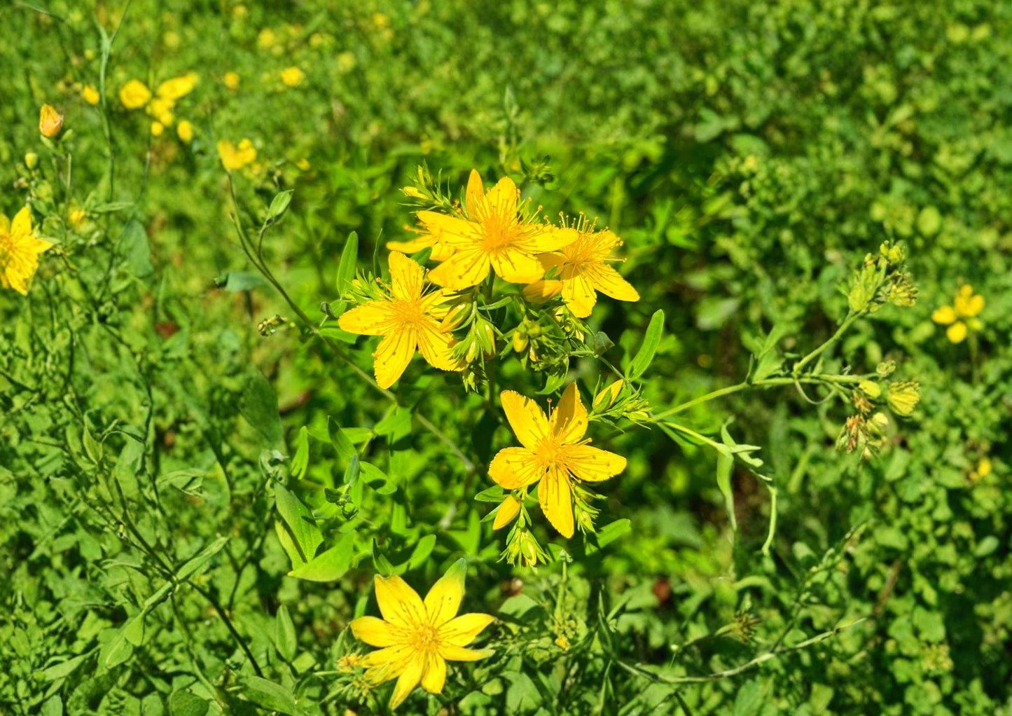 St John's Wort Seeds - 500 Pack - Yellow Medicinal Herb - Hypericum Perforatum - Non-GMO Heirloom Flower Seeds for Gardening