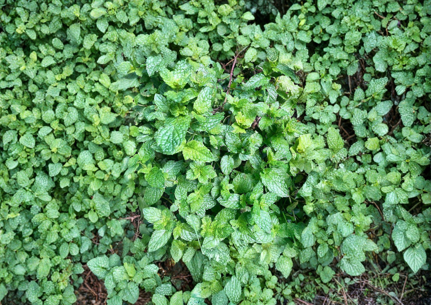 Peppermint Seeds 500+ Non-GMO Aromatic Perennial Herb Mentha Piperita Medicinal Culinary Garden Seeds Easy to Grow