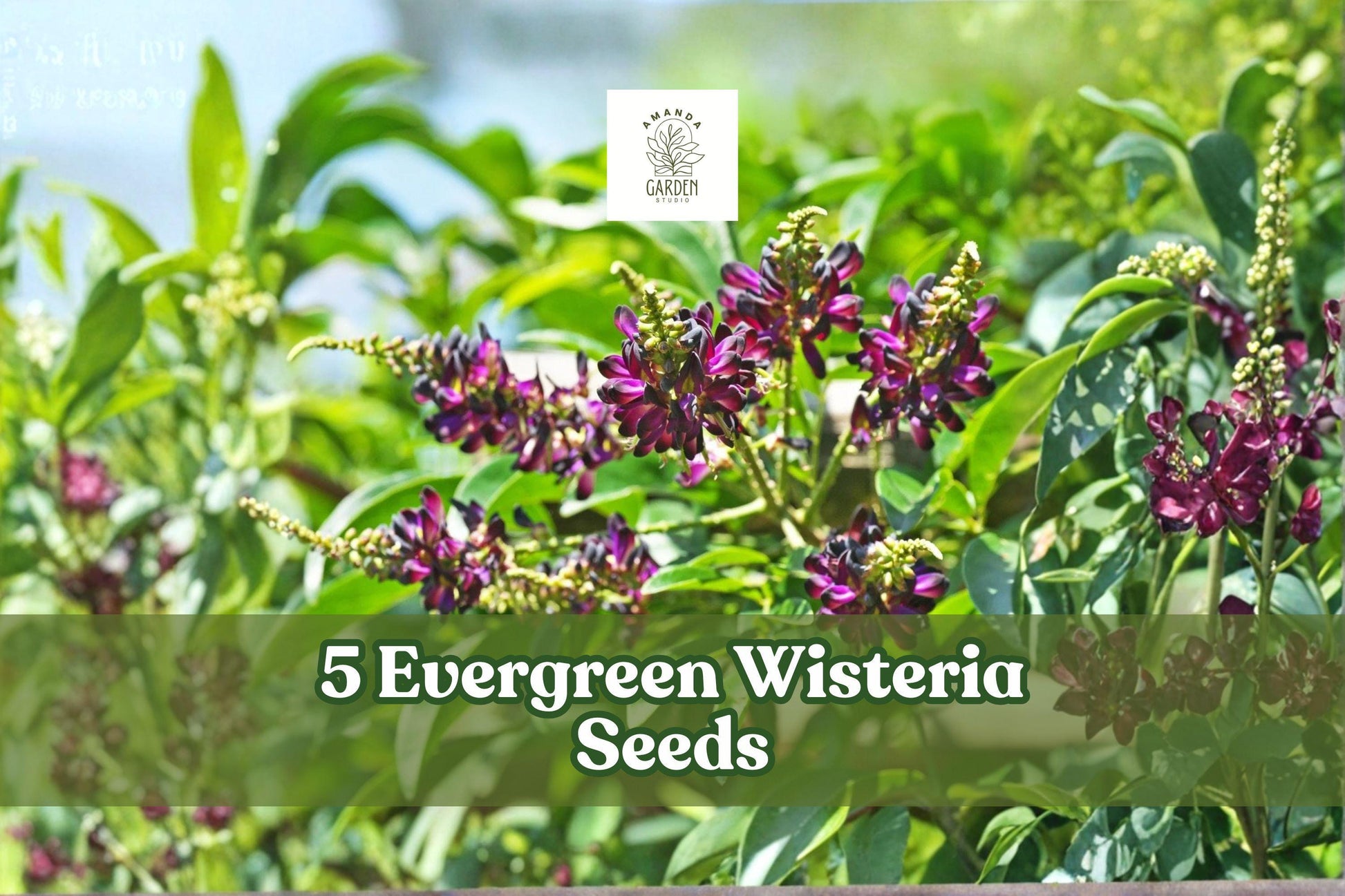 5 Wisteria Seeds - Pink & White Climbing Vine - Wisteria spp. - Ornamental Flowering Vine for Pergolas and Trellises