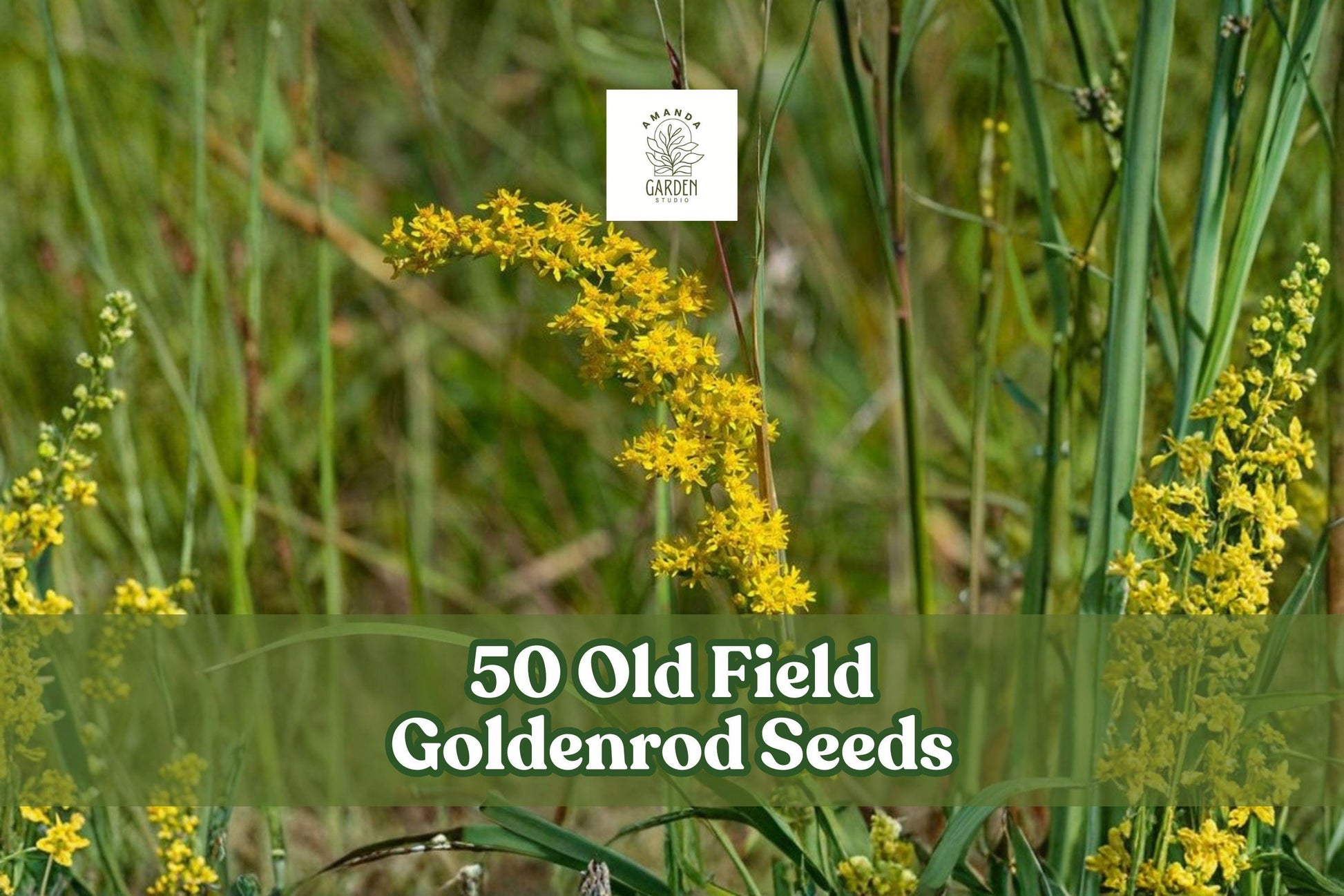 50 Old Field Goldenrod Seeds - Bright Yellow Wildflower - Solidago nemoralis - Drought-Tolerant Perennial for Native Gardens