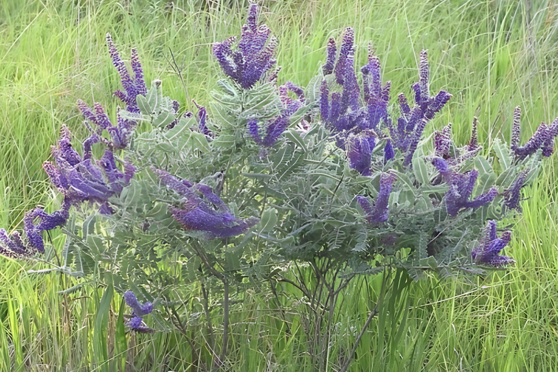 Lead Plant Seeds (50) | Purple Flowering Prairie Shrub | Drought-Tolerant | Amorpha canescens | Native Pollinator Garden