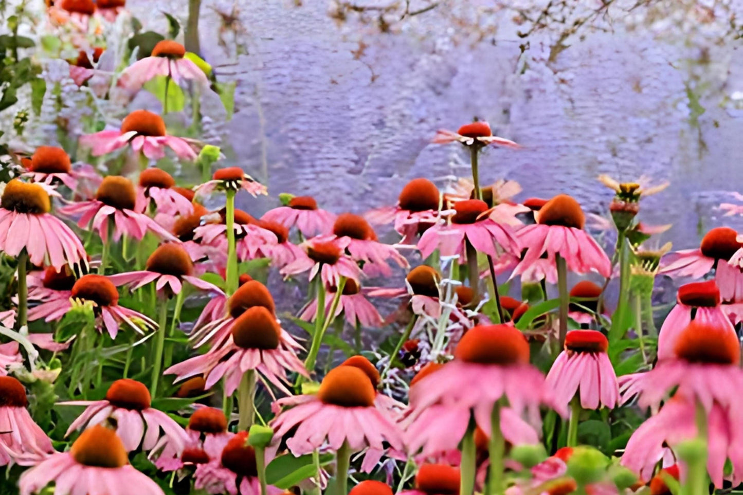 Purple Coneflower Seeds (100) - Echinacea purpurea - Vibrant Native Wildflower for Garden Planting