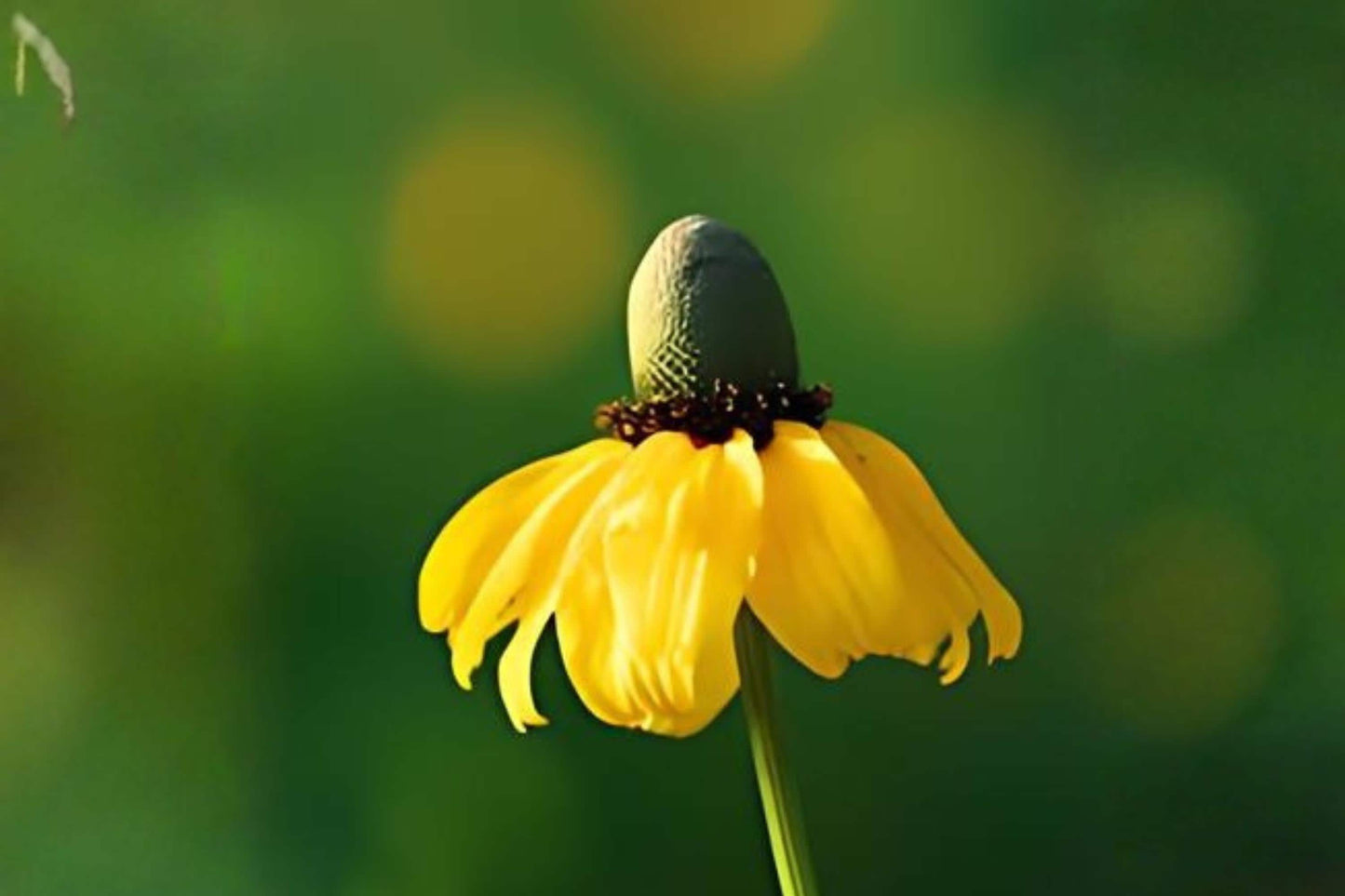Clasping Coneflower Seeds (100) | Rudbeckia amplexicaulis | Bright Yellow Wildflower for Pollinator Gardens