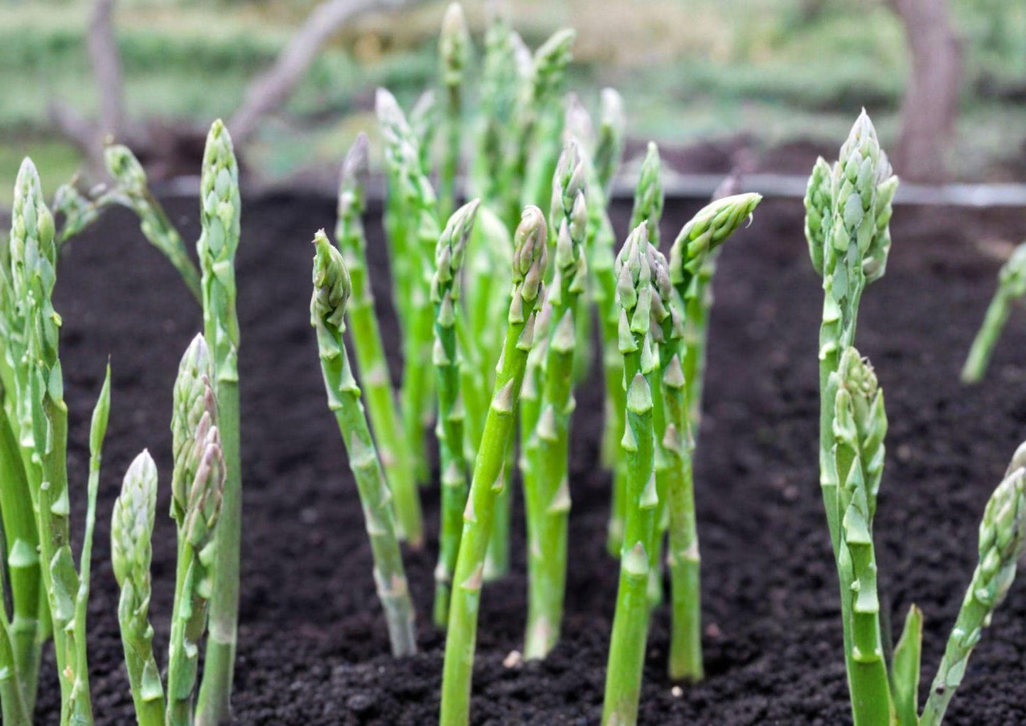 Asparagus Seeds - 100+ Mary Washington Heirloom Non-GMO Vegetable Seeds - Perennial Garden Planting - Asparagus officinalis