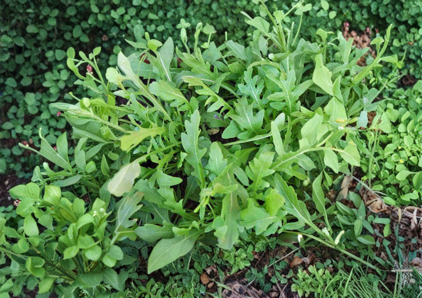 Rocket Arugula Seeds 1000+ Heirloom Non-GMO Eruca Sativa Fast Growing Salad Green Vegetable Garden Planting Seeds