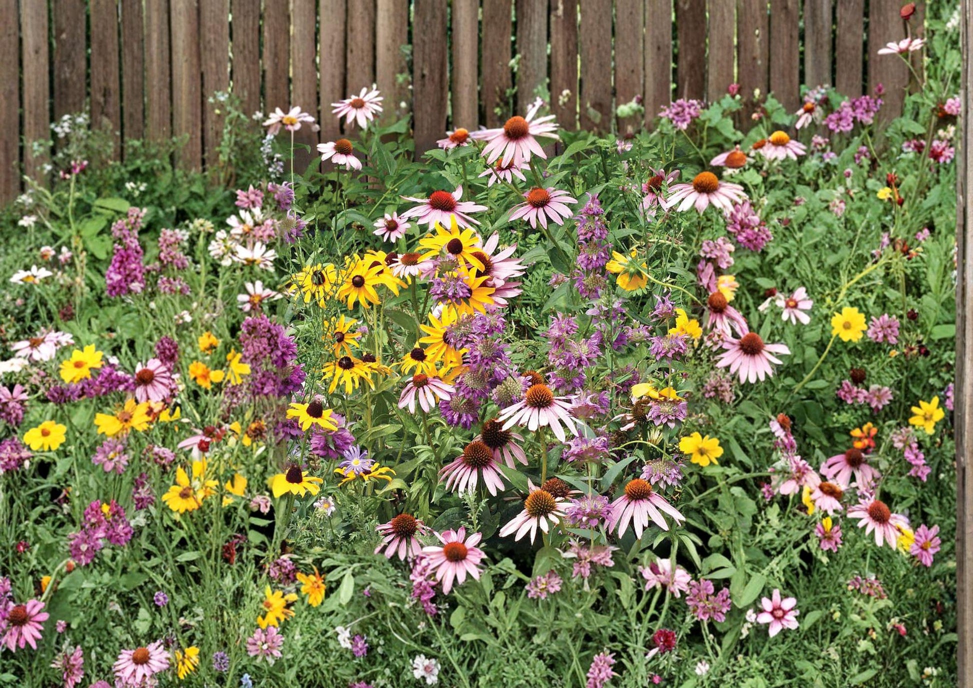 Purple Coneflower Seeds - 100+ Non-GMO Echinacea Perennial Wildflower for Pollinator Gardens - Heirloom Medicinal Seeds