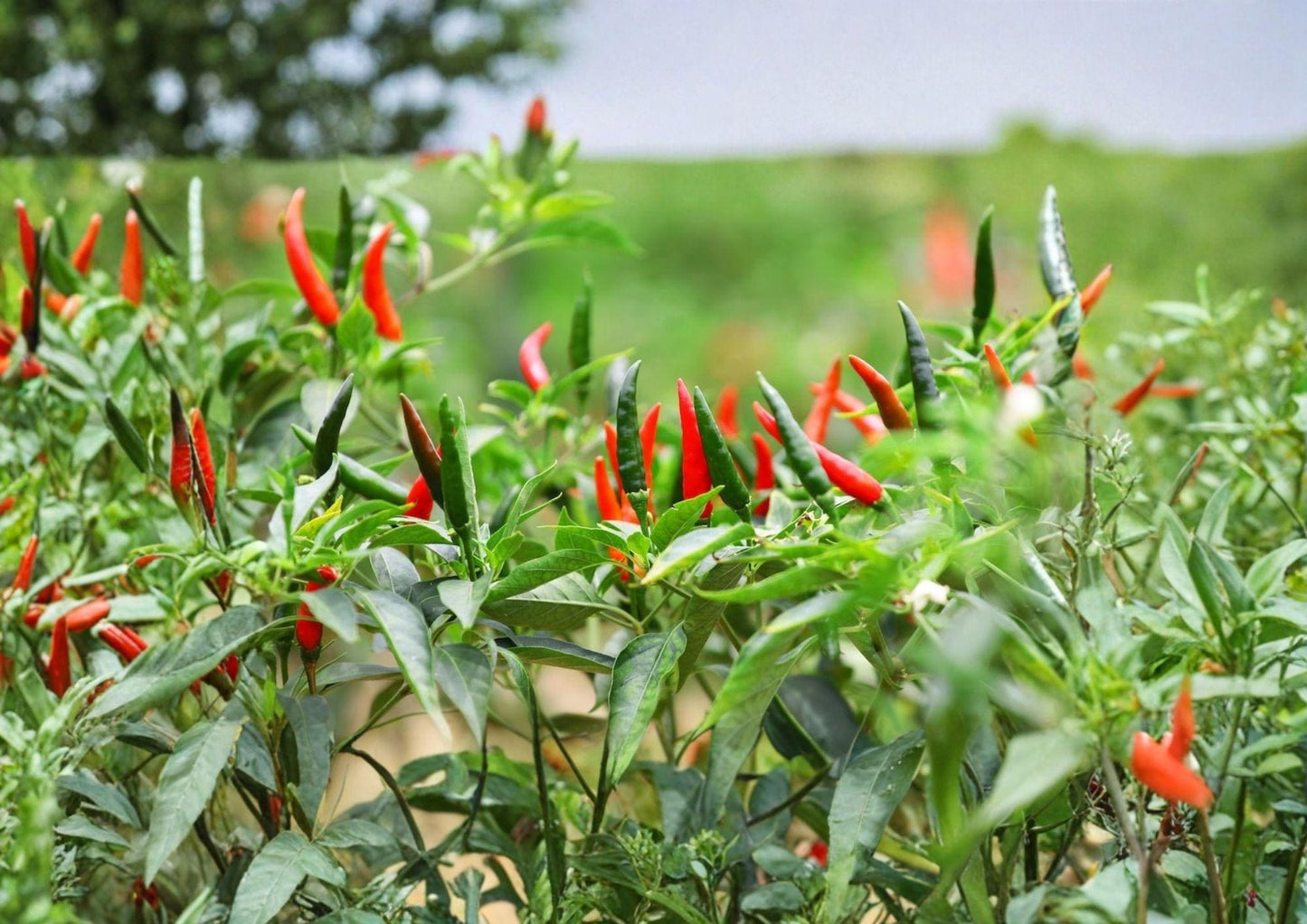 Thai Hot Pepper Seeds - 50+ Heirloom Non-GMO Spicy Chili Seeds for Gardening - Capsicum Annuum - Easy to Grow Vegetable Seeds