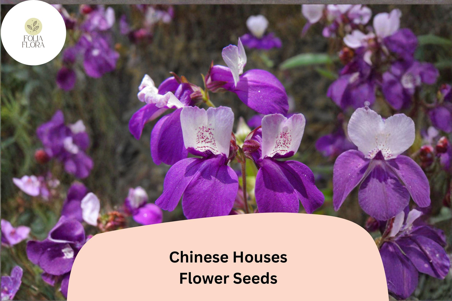 Chinese Houses Seeds - 100 Collinsia heterophylla - Easy Grow Annual Wildflower for Borders, Purple, Pink, White Blooms