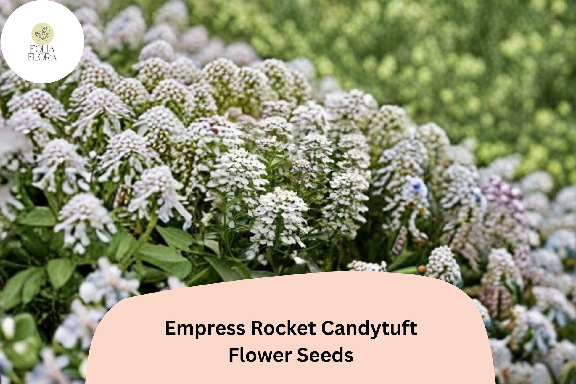 Empress Rocket Candytuft Seeds - Easy Grow Annual White Flowers for Borders & Beds, Iberis amara