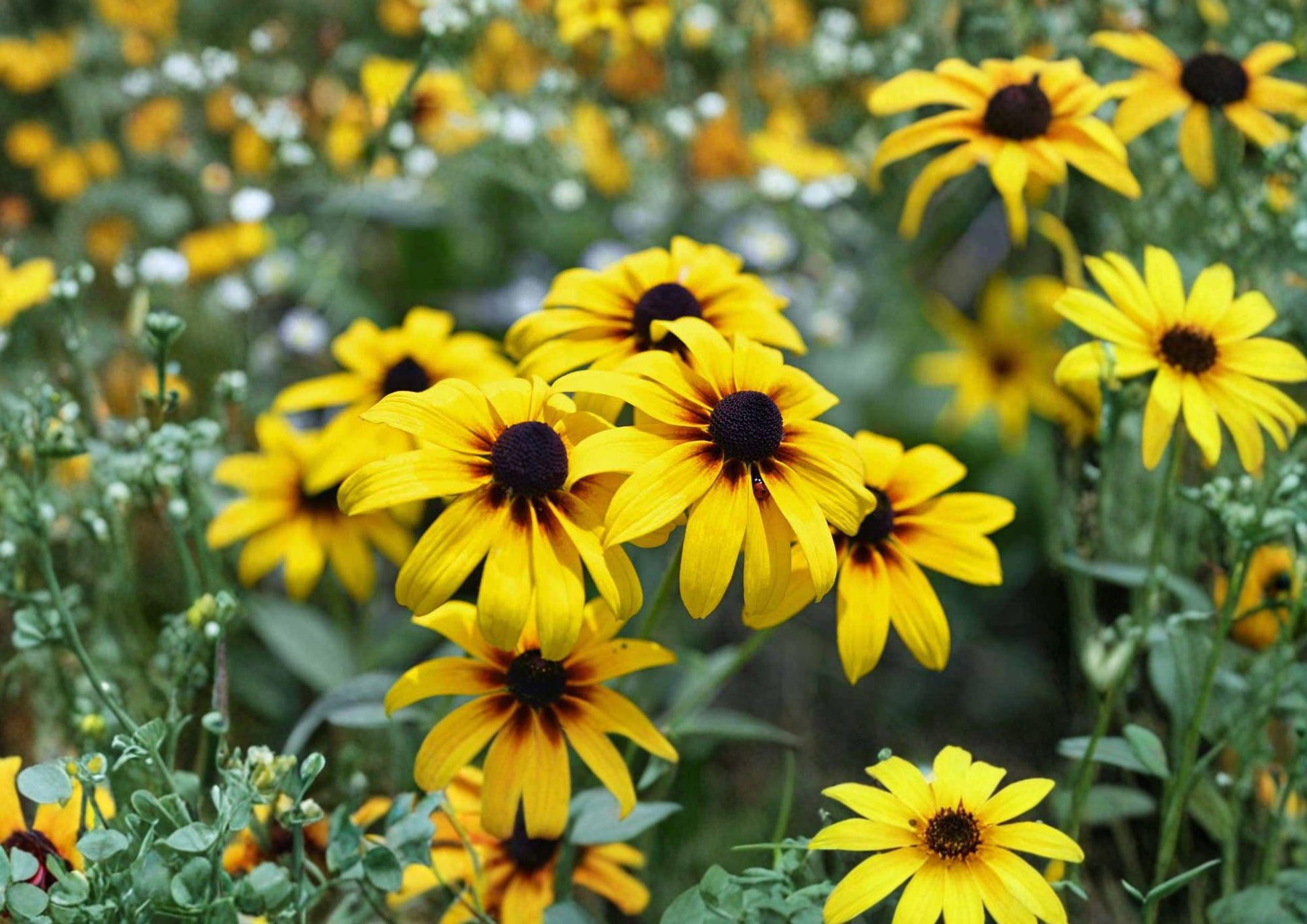 Black Eyed Susan Seeds - 2000+ Heirloom Rudbeckia Hirta - Non-GMO Yellow Wildflower Pollinator Friendly Garden Seeds