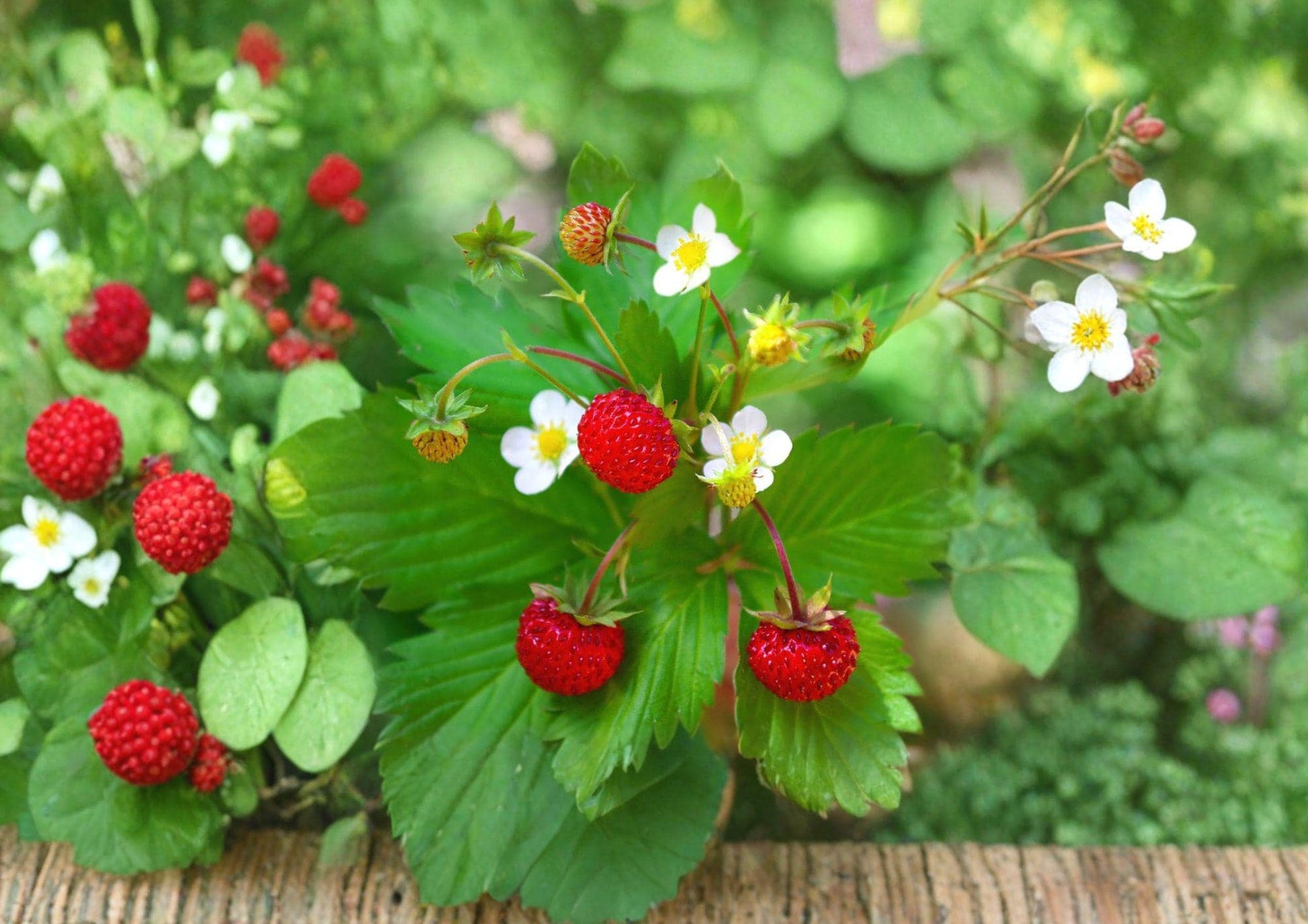 Wild Strawberry Seeds - 200 Count - Edible Ground Cover Plant with Sweet Berries - Fragaria Vesca - Non-GMO