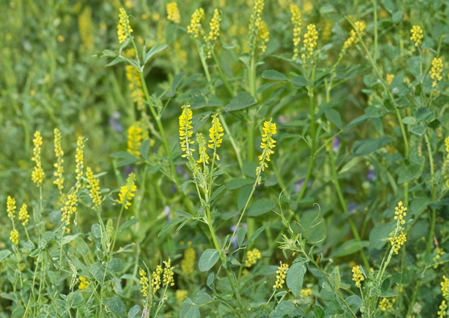 Sweet Clover Seeds 1000+ Heirloom Non-GMO Melilotus Officinalis Pollinator Friendly Legume Cover Crop Garden Seeds