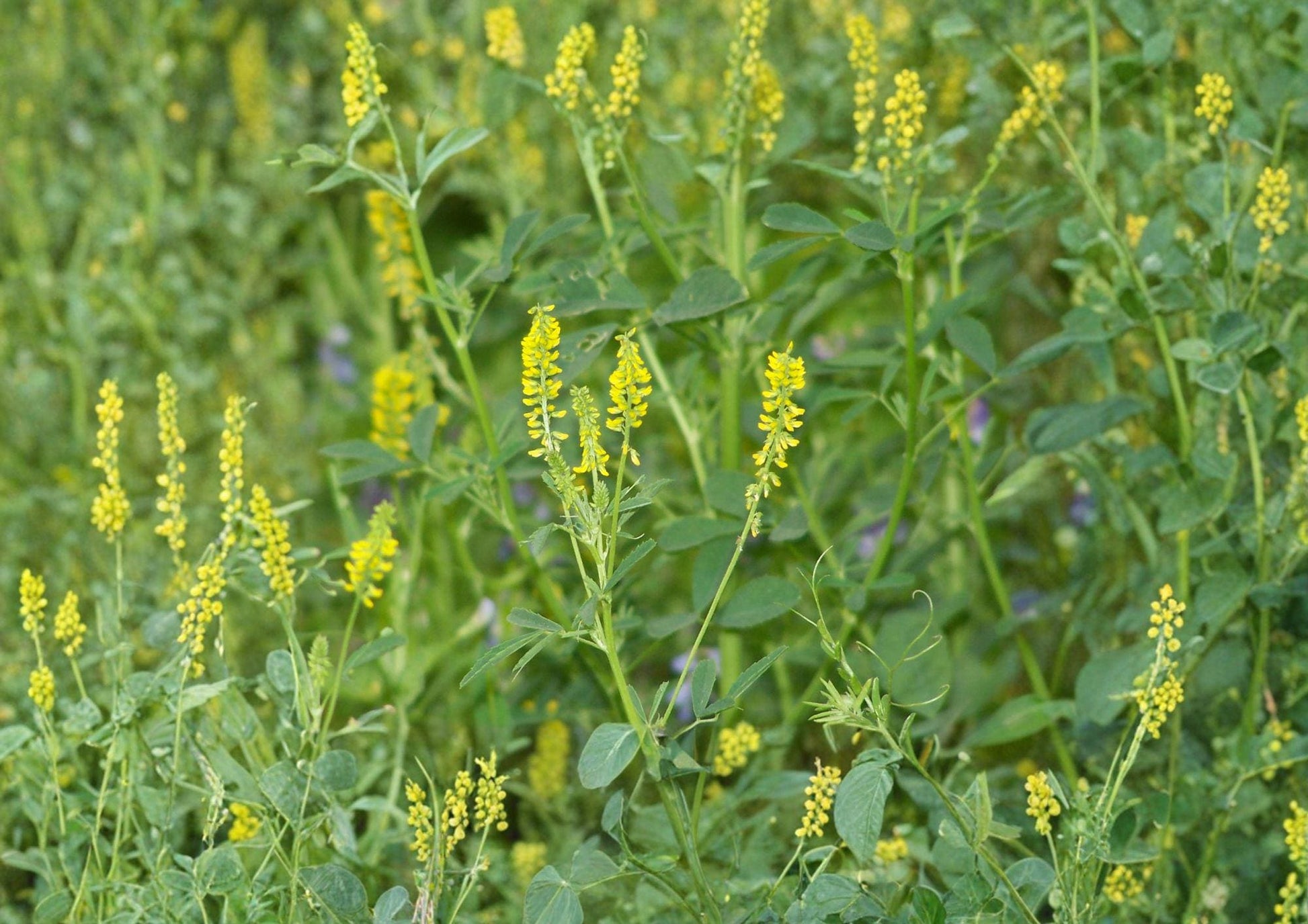 Sweet Clover Seeds 1000+ Heirloom Non-GMO Melilotus Officinalis Pollinator Friendly Legume Cover Crop Garden Seeds