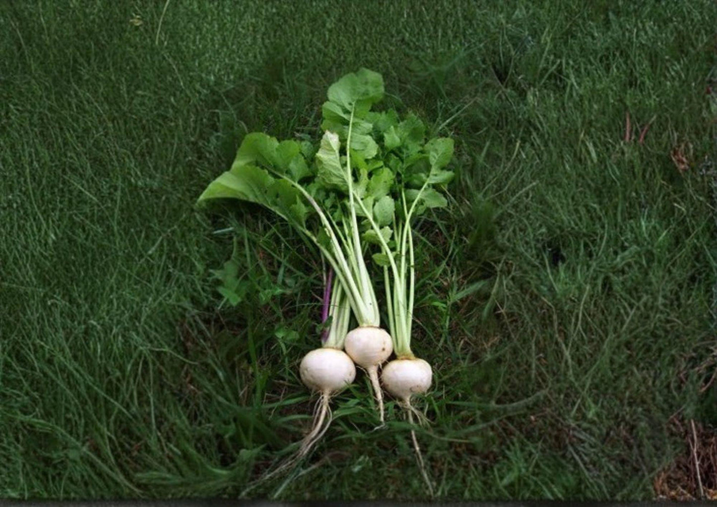 Seven Top Turnip Greens Seeds - 600 Heirloom Non-GMO Brassica Rapa - Leafy Vegetable for Easy Garden Greens