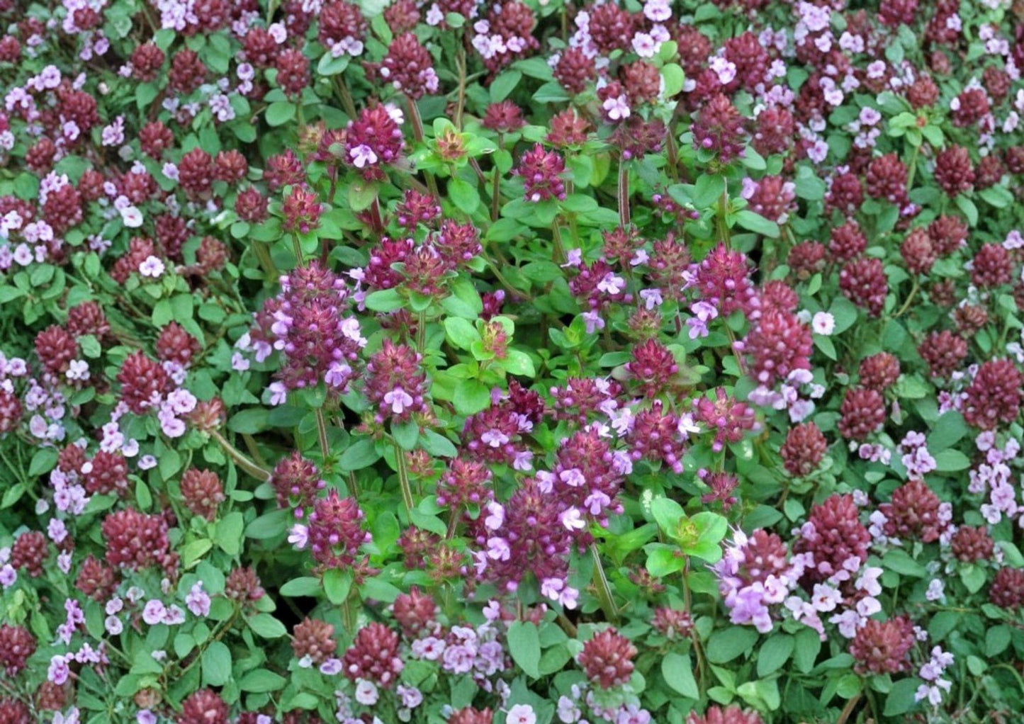 2000 Wild Thyme Seeds, Creeping Lemon Thyme, Non-GMO Perennial Herb, Thymus Pulegioides, Fragrant Groundcover Planting Seeds