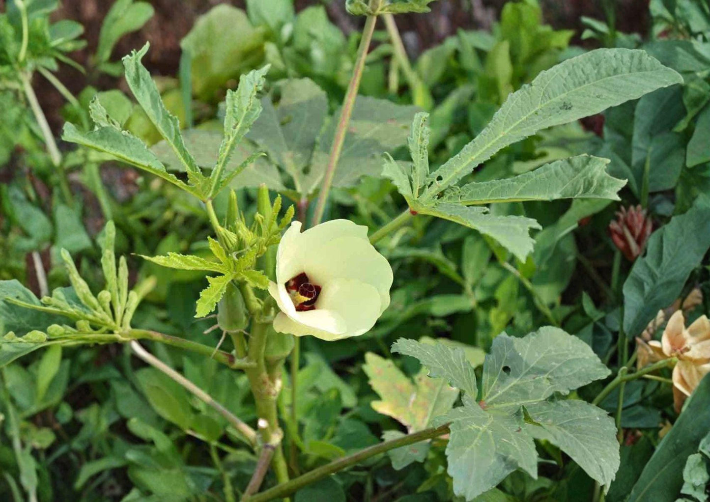 50 Heirloom Okra Seeds Non-GMO High Yield Vegetable Seeds Abelmoschus esculentus Fast Growing Warm Season Crop